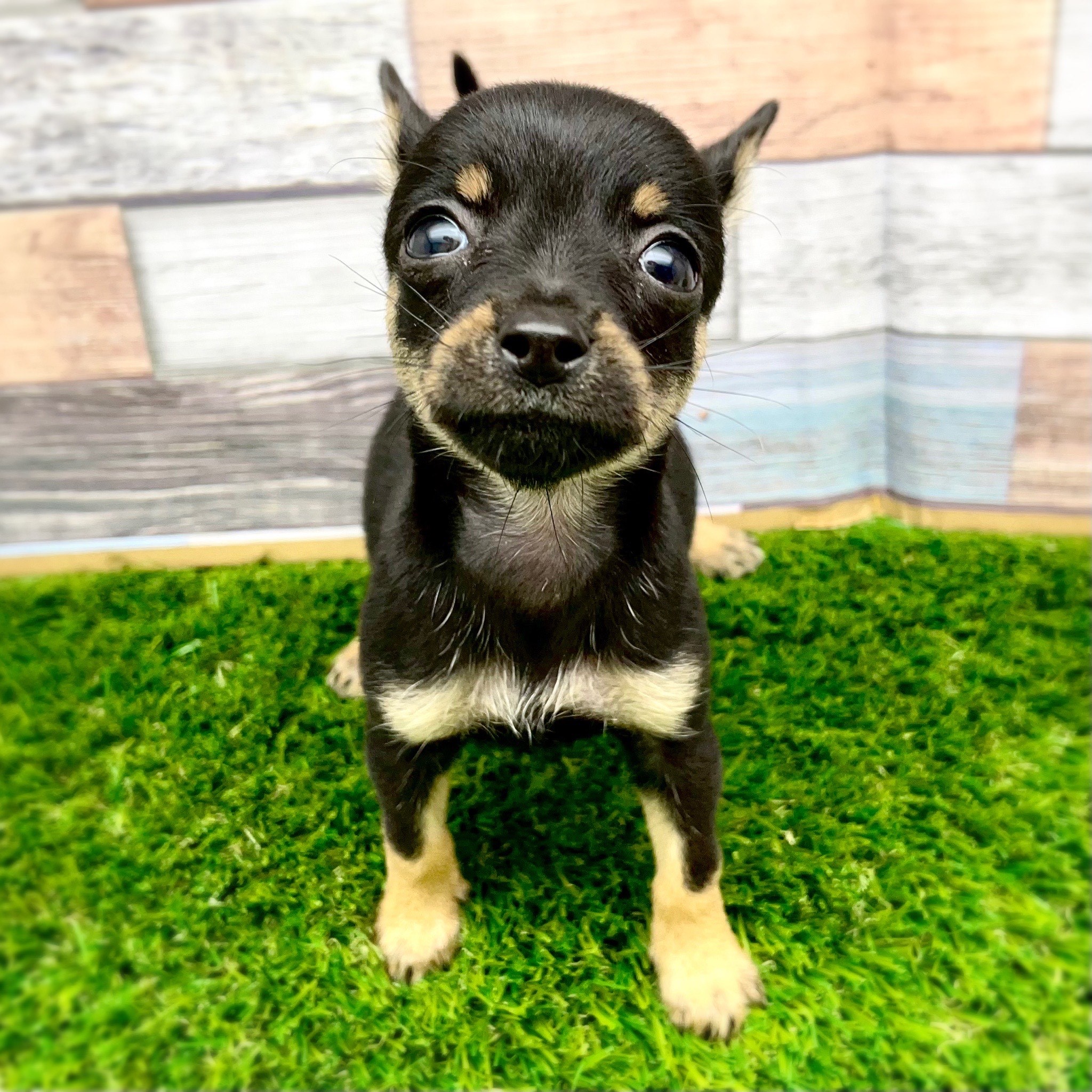 ワンニャンハウス