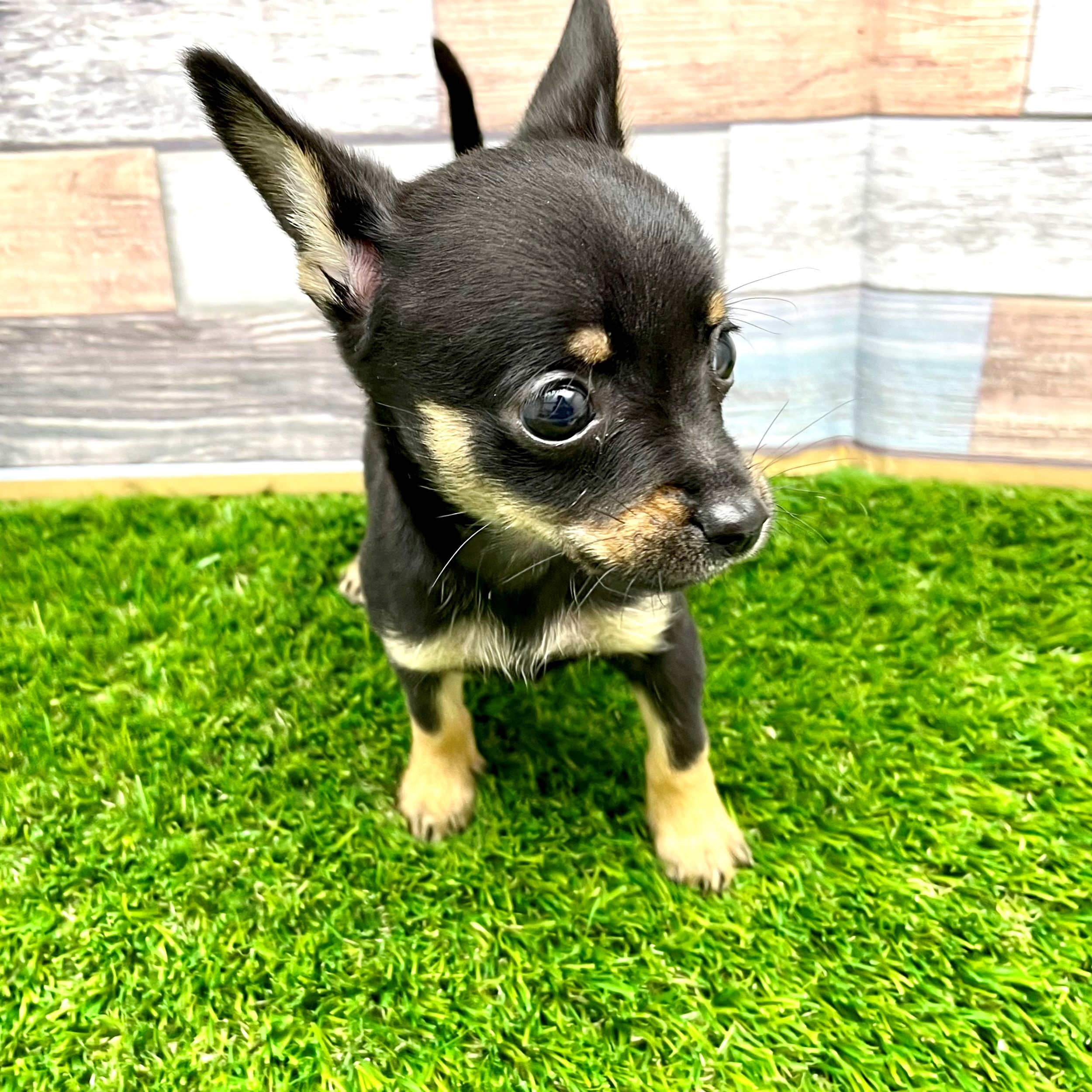 ワンニャンハウス