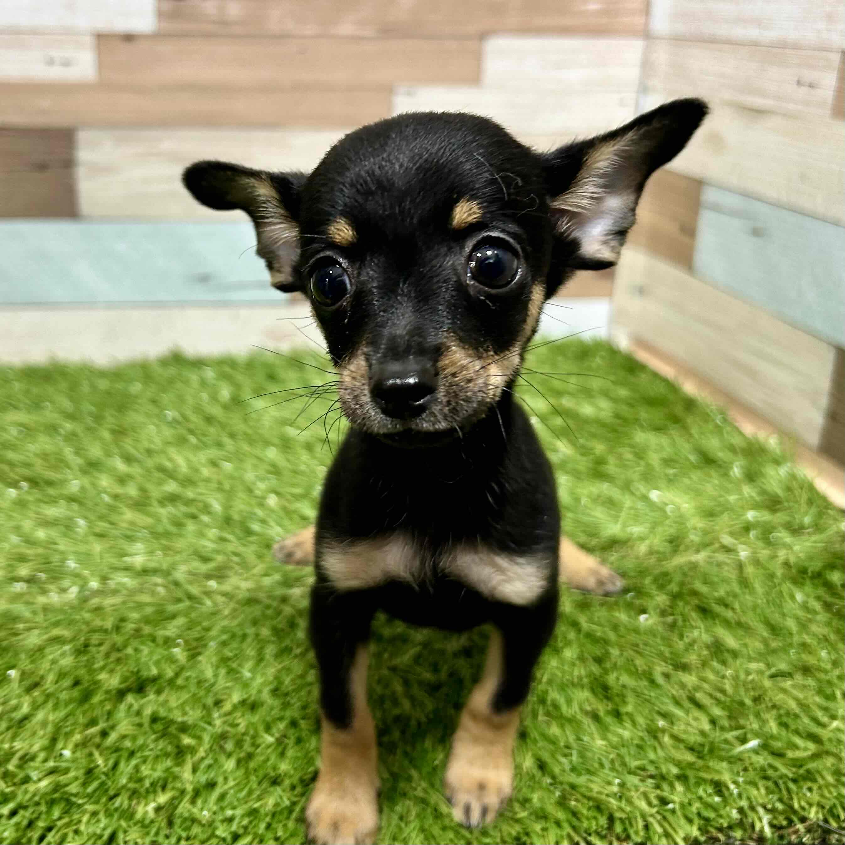 ワンニャンハウス