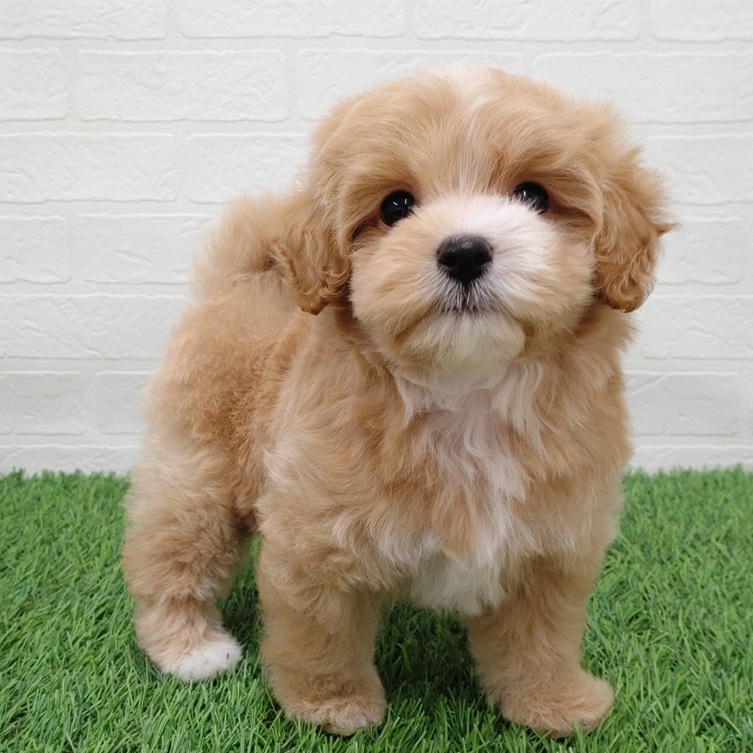 愛知県のマルプー(マルチーズ×プードル) (ワンニャンハウス津島店/2025年9月10日生まれ/女の子/クリームホワイト)の子犬の2枚目の画像