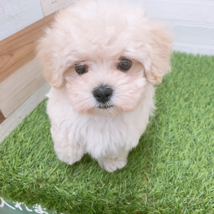 愛知県のハーフ犬・ミックス犬 (ワンニャンハウス津島店/2026年3月1日生まれ/男の子/クリーム)の子犬の2枚目の画像