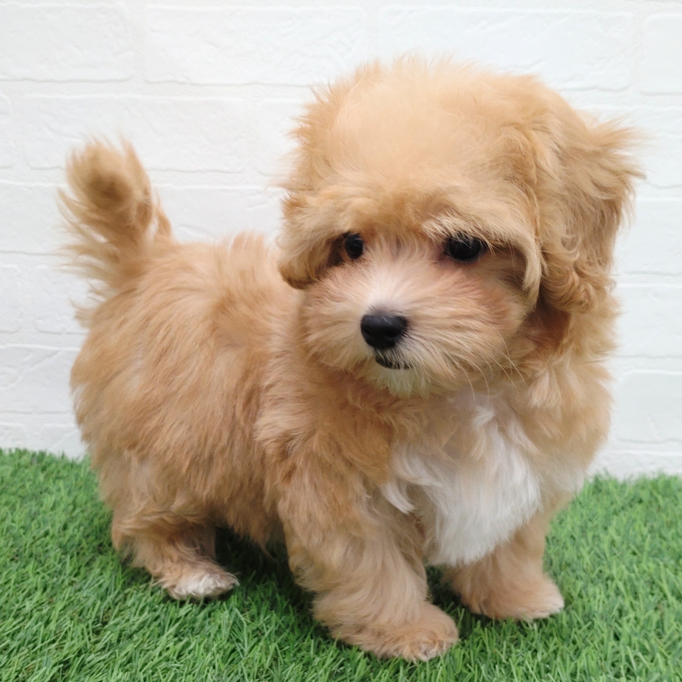 愛知県のマルプー(マルチーズ×プードル) (ワンニャンハウス津島店/2025年11月21日生まれ/男の子/アプリコット)の子犬の2枚目の画像