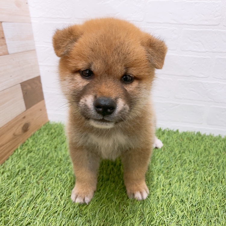 愛知県の柴犬(標準サイズ) (ワンニャンハウス津島店/2026年5月18日生まれ/男の子/赤)の子犬の1枚目の画像