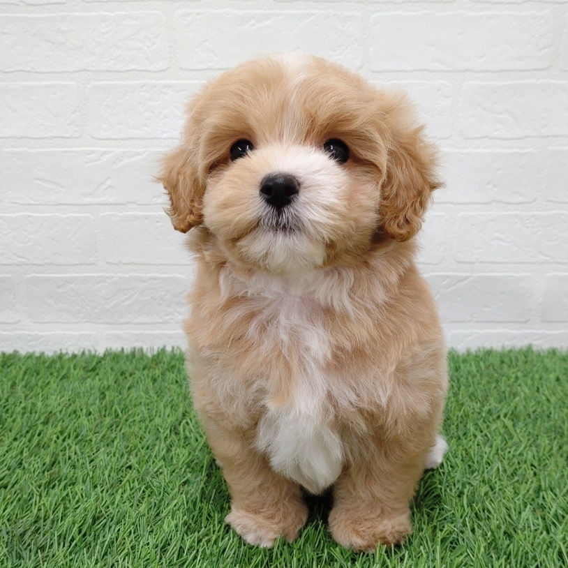 愛知県のマルプー(マルチーズ×プードル) (ワンニャンハウス津島店/2025年9月10日生まれ/女の子/クリームホワイト)の子犬の4枚目の画像