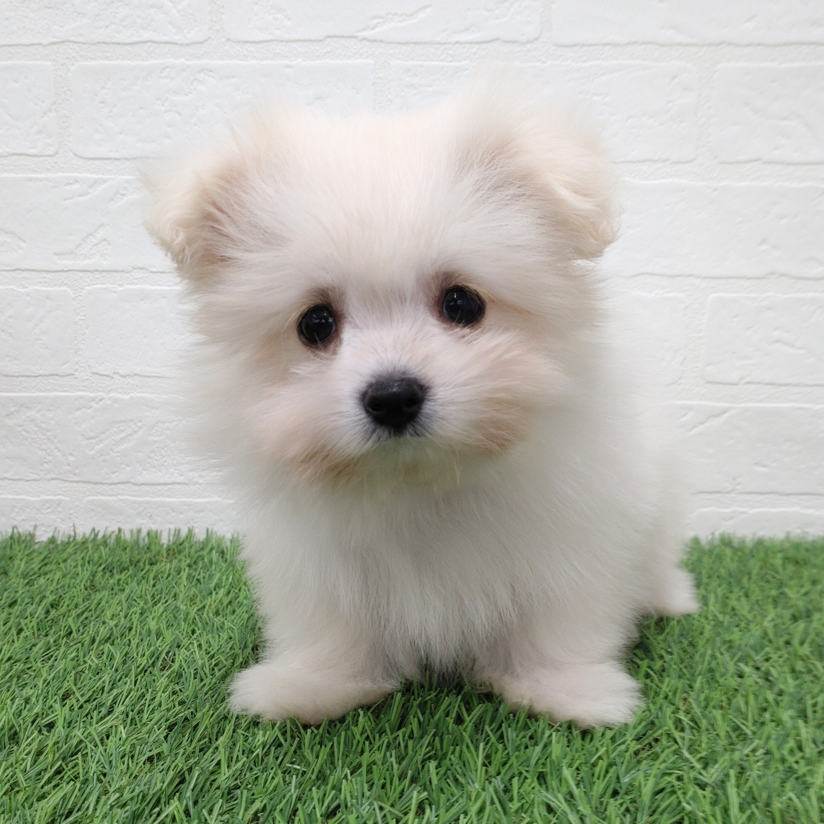 愛知県のチワマル/マルチワ(チワワ×マルチーズ) (ワンニャンハウス津島店/2025年8月27日生まれ/男の子/ホワイト)の子犬の2枚目の画像