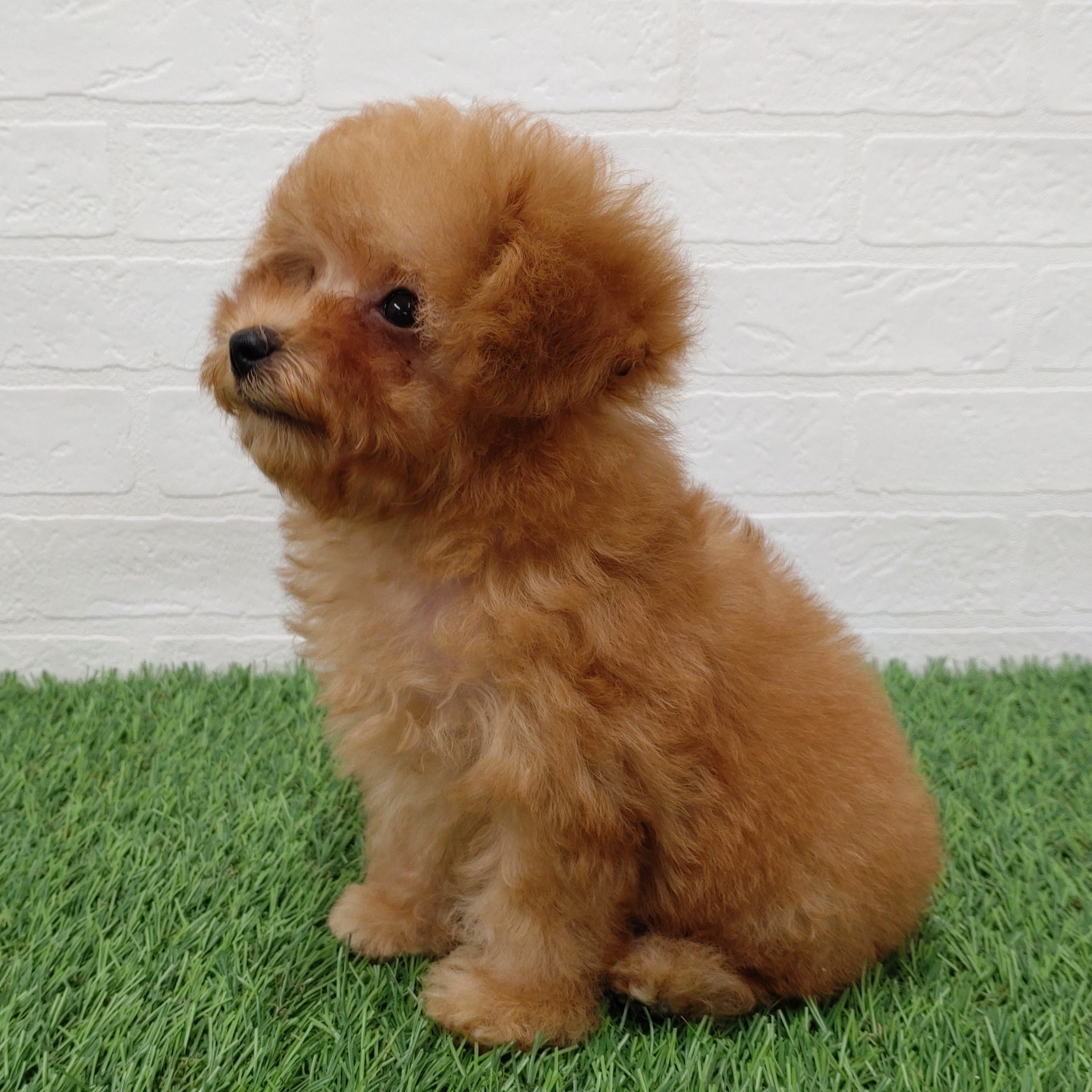 愛知県のトイプードル(トイ) (ワンニャンハウス津島店/2025年10月20日生まれ/男の子/アプリコット)の子犬の2枚目の画像