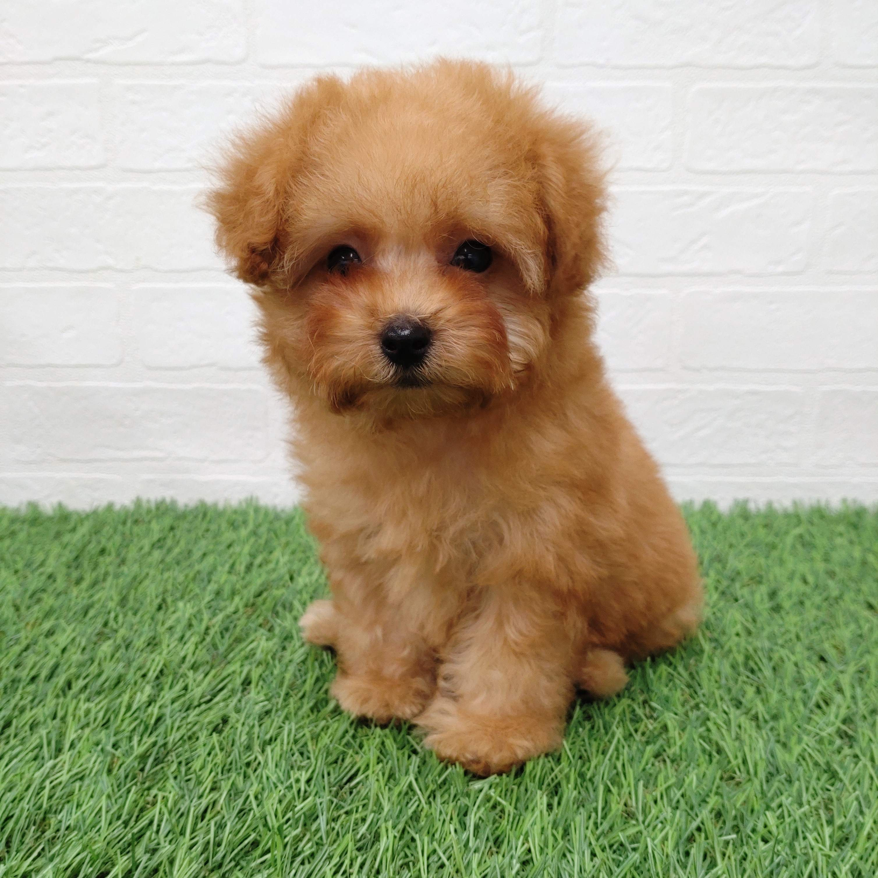 愛知県のトイプードル(トイ) (ワンニャンハウス津島店/2025年10月20日生まれ/男の子/アプリコット)の子犬の1枚目の画像