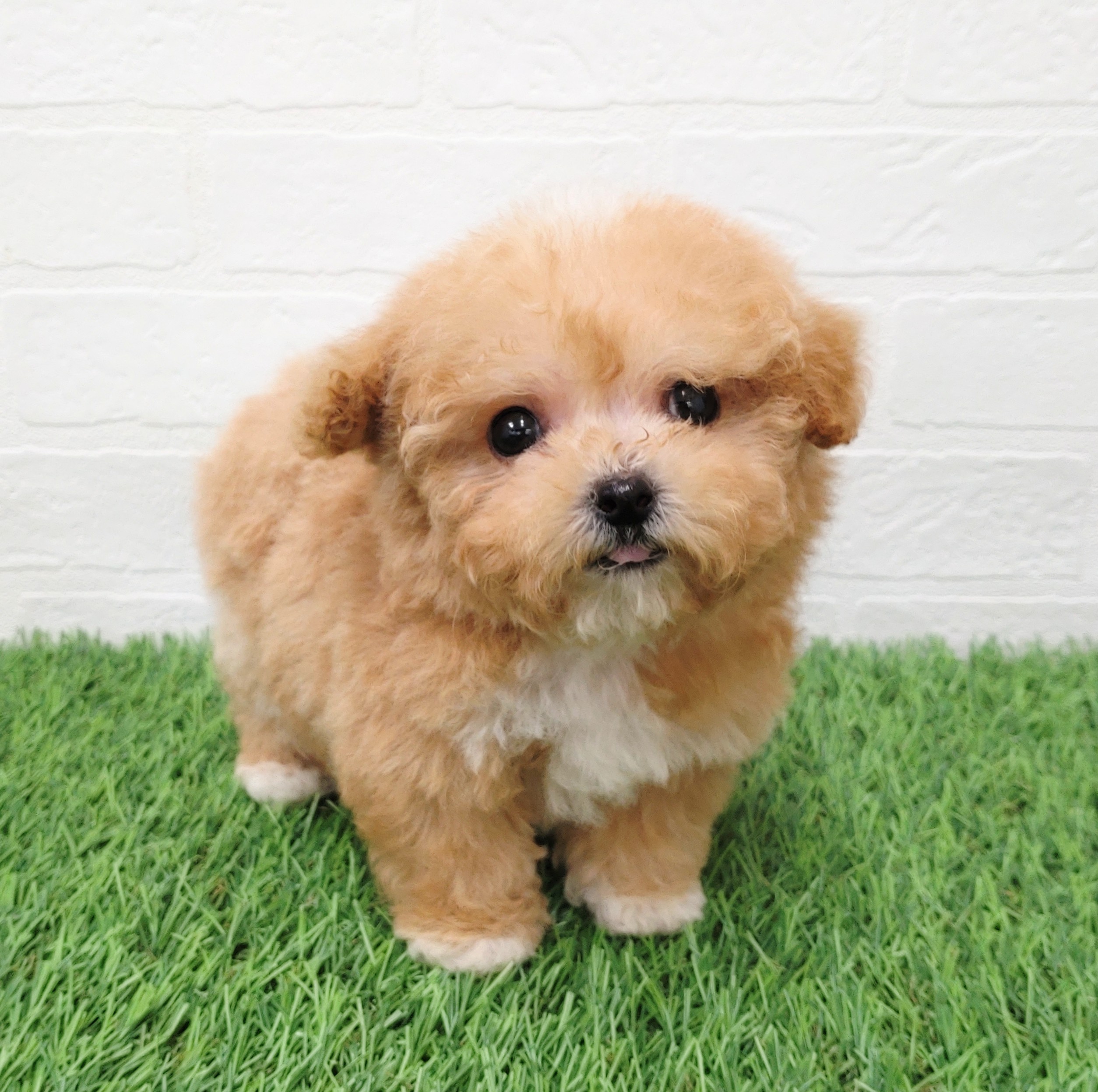 愛知県のビションプー(ビションフリーゼ×プードル) (ワンニャンハウス津島店/2025年11月15日生まれ/女の子/アプリコット)の子犬の4枚目の画像