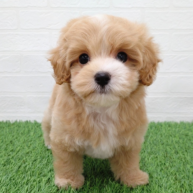 愛知県のマルプー(マルチーズ×プードル) (ワンニャンハウス津島店/2025年9月10日生まれ/女の子/クリームホワイト)の子犬の1枚目の画像