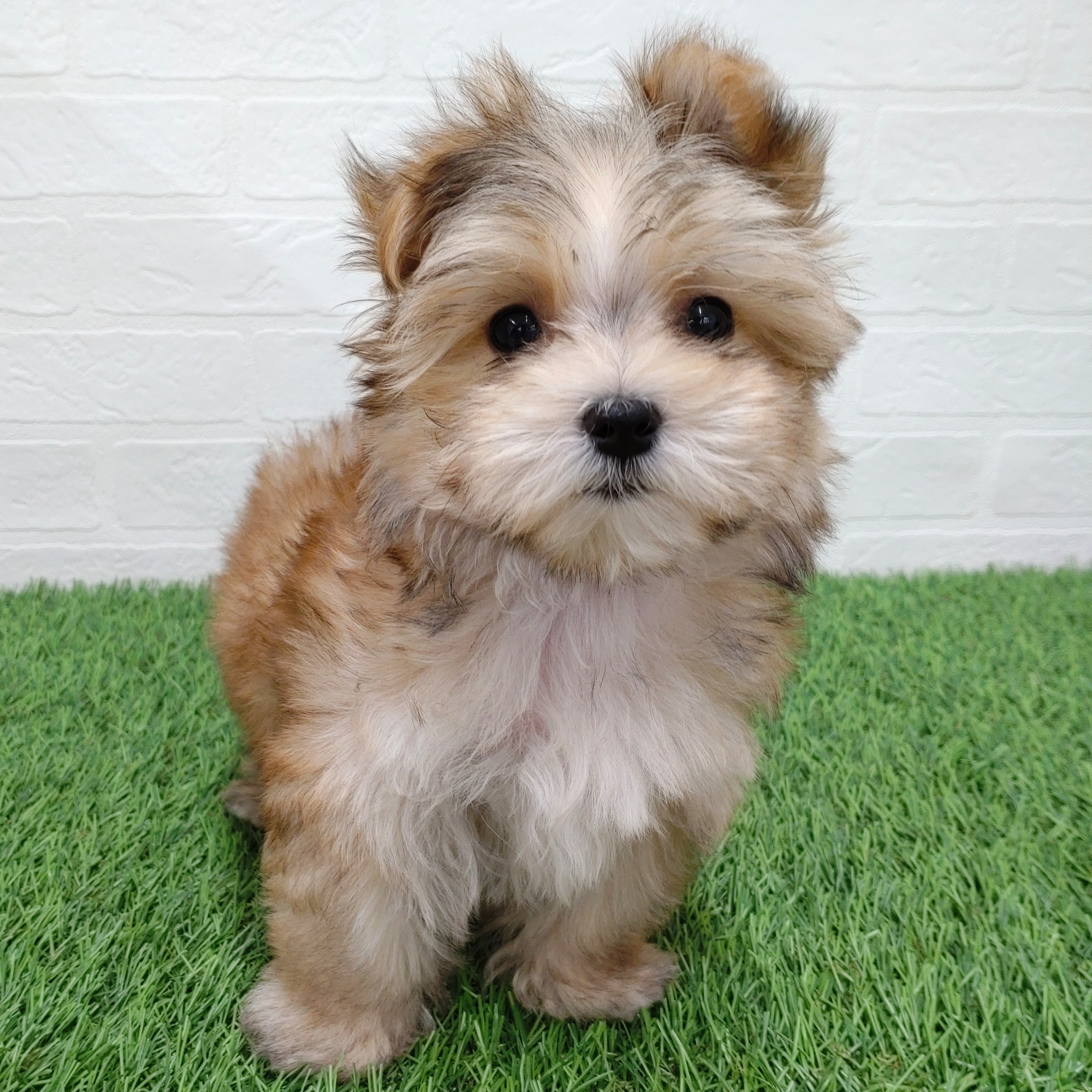 愛知県のマルキー/マルヨーキー(マルチーズ×ヨークシャーテリア) (ワンニャンハウス津島店/2025年10月26日生まれ/女の子/セーブル)の子犬の1枚目の画像