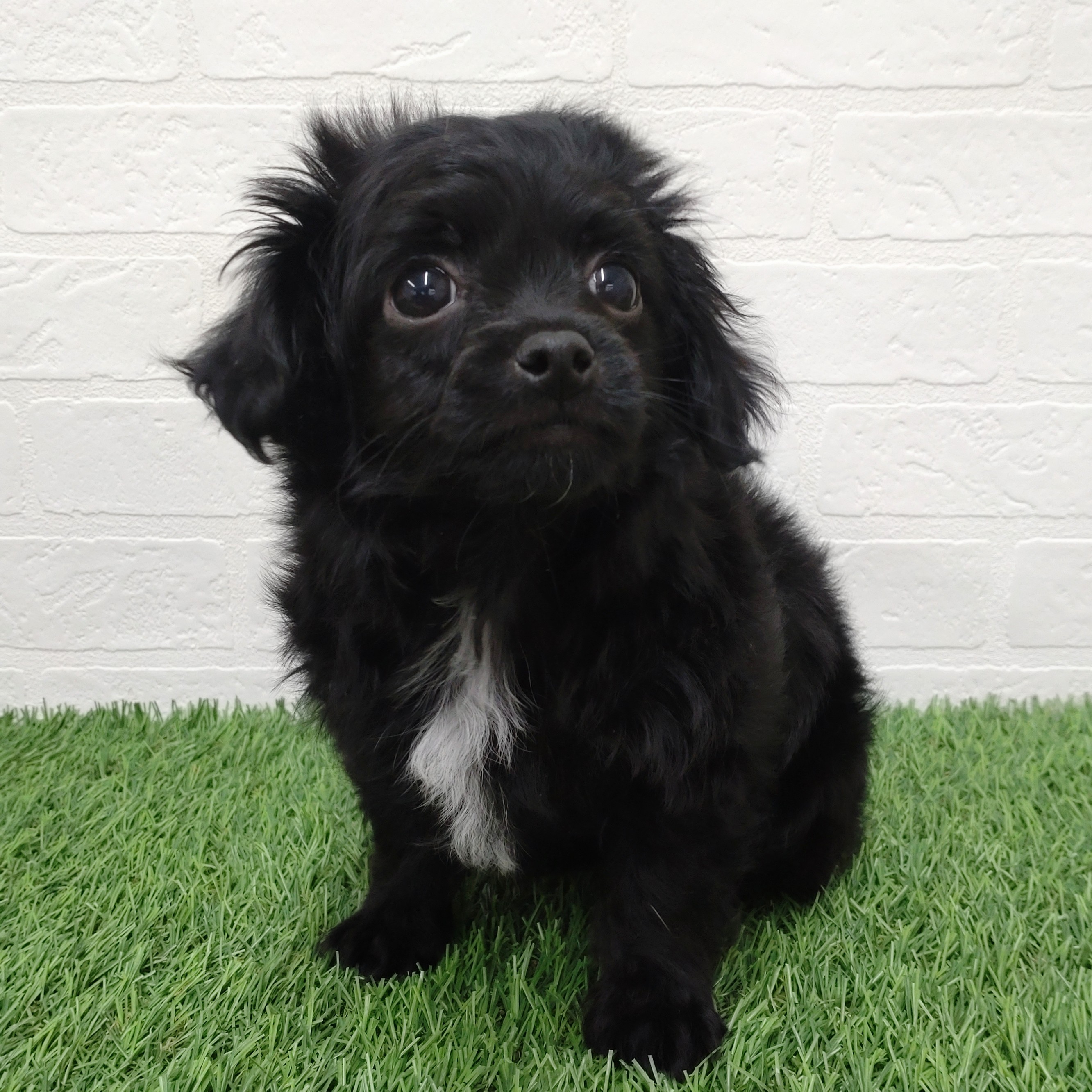 愛知県のチワプー/プーチー(チワワ×プードル) (ワンニャンハウス津島店/2025年12月13日生まれ/男の子/ブラックホワイト)の子犬の3枚目の画像