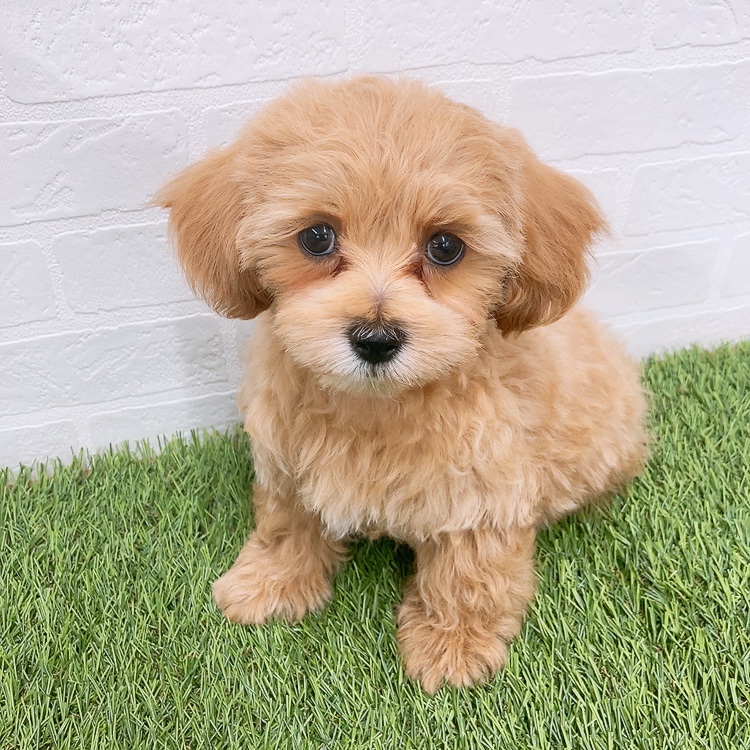 愛知県のマルプー(マルチーズ×プードル) (ワンニャンハウス津島店/2026年1月15日生まれ/男の子/アプリコット)の子犬の1枚目の画像