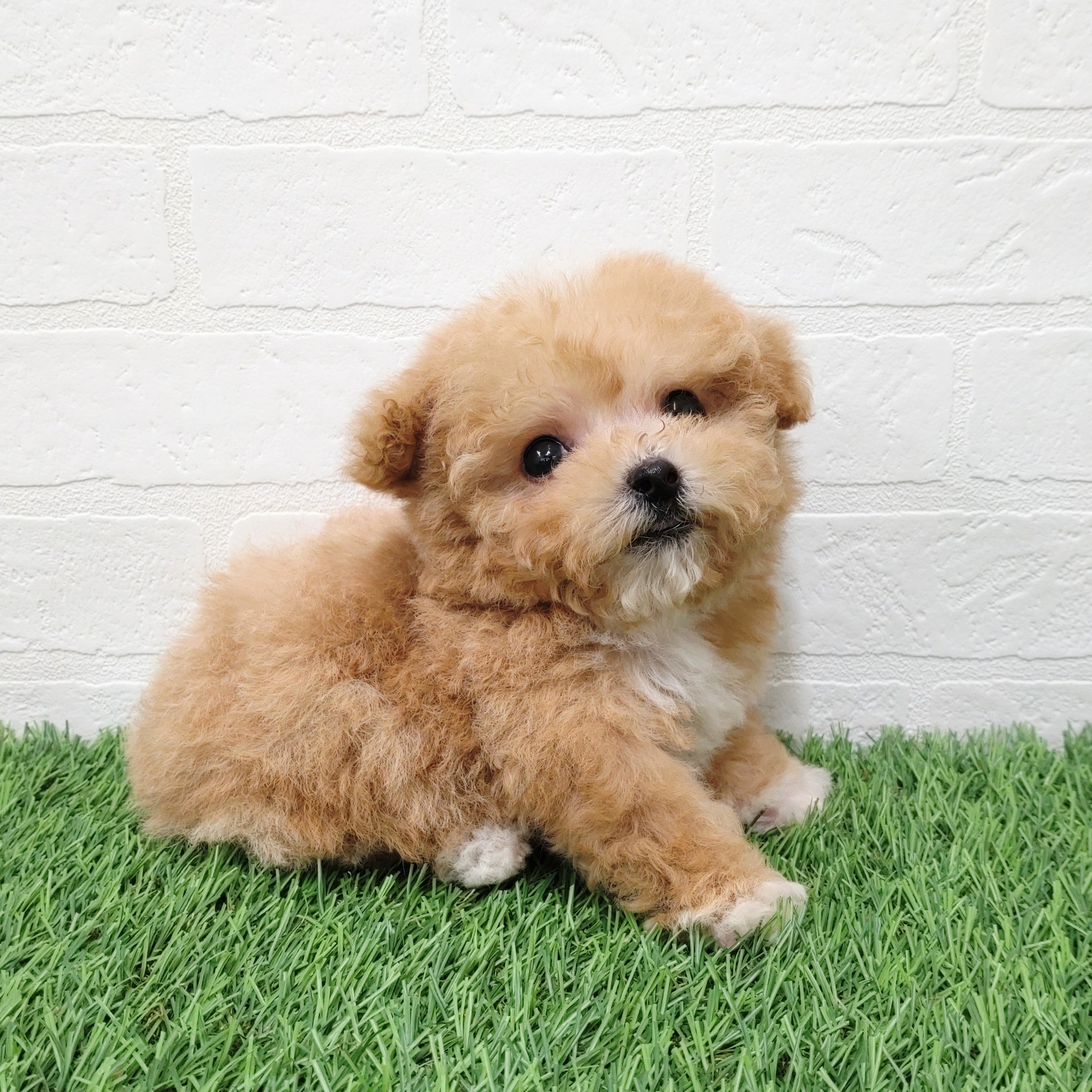 愛知県のビションプー(ビションフリーゼ×プードル) (ワンニャンハウス津島店/2025年11月15日生まれ/女の子/アプリコット)の子犬の3枚目の画像