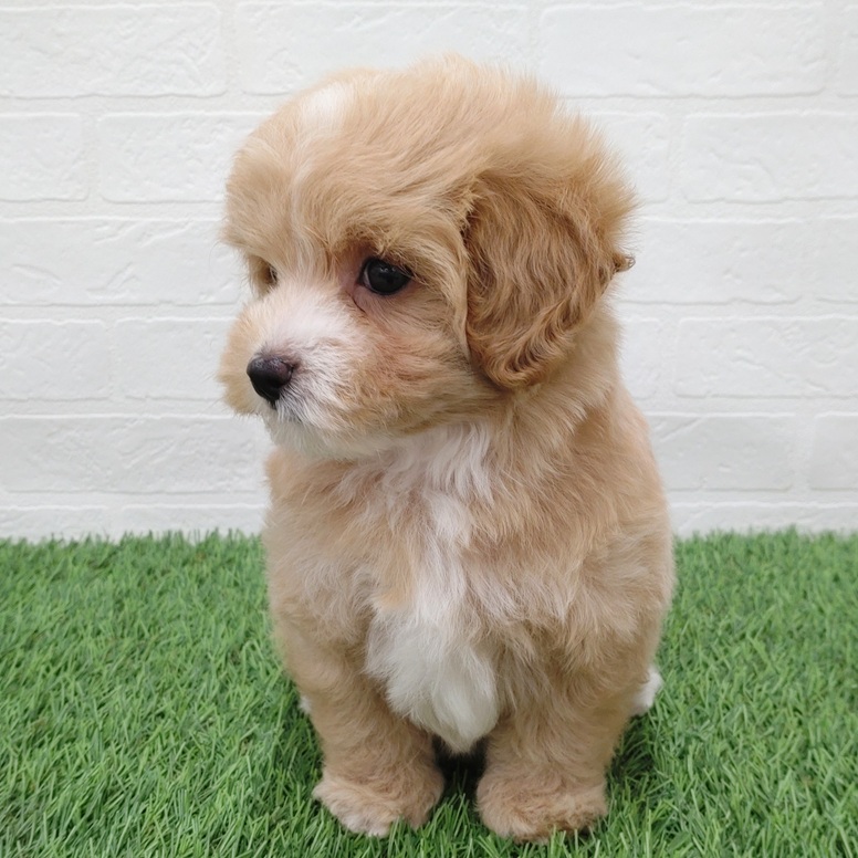 愛知県のマルプー(マルチーズ×プードル) (ワンニャンハウス津島店/2025年9月10日生まれ/女の子/クリームホワイト)の子犬の3枚目の画像