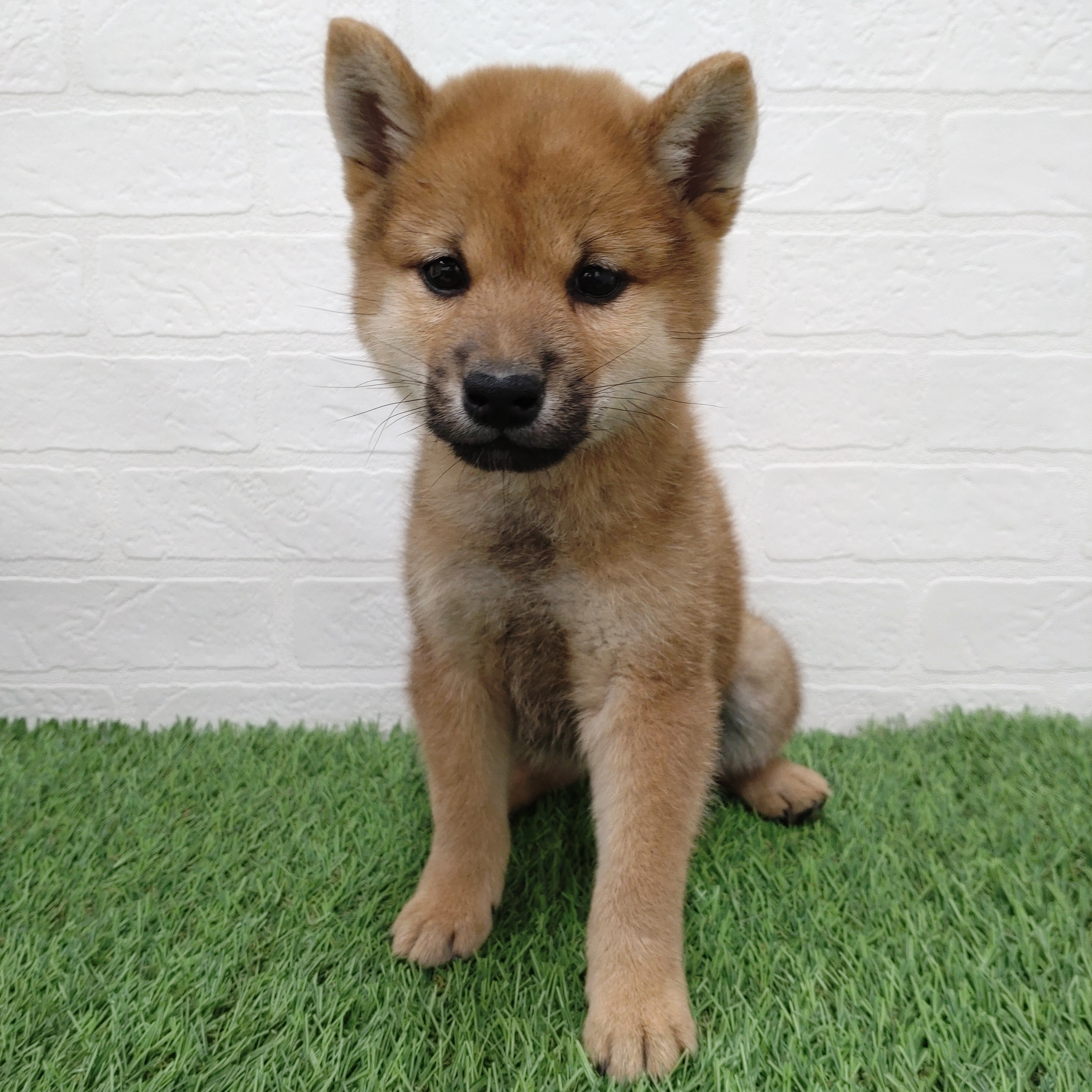 愛知県の柴犬(標準サイズ) (ワンニャンハウス津島店/2025年8月30日生まれ/男の子/赤)の子犬の4枚目の画像