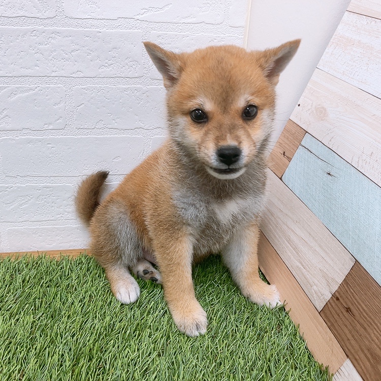 愛知県の柴犬(標準サイズ) (ワンニャンハウス津島店/2026年4月9日生まれ/男の子/赤)の子犬の2枚目の画像