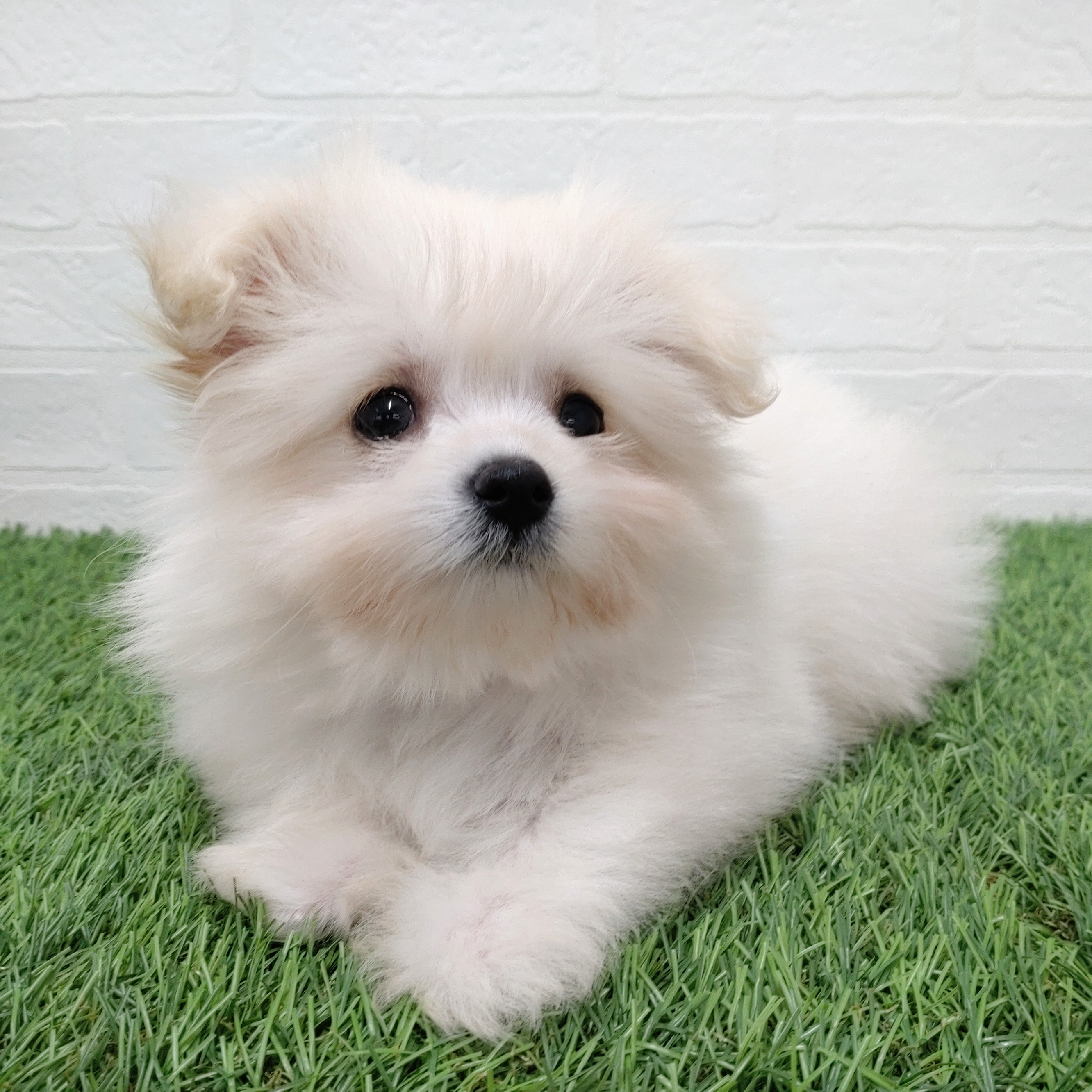 愛知県のチワマル/マルチワ(チワワ×マルチーズ) (ワンニャンハウス津島店/2025年8月27日生まれ/男の子/ホワイト)の子犬の1枚目の画像
