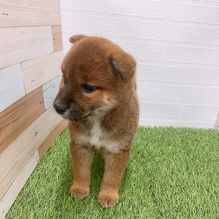 愛知県の柴犬(標準サイズ) (ワンニャンハウス津島店/2026年3月2日生まれ/女の子/赤)の子犬の3枚目の画像