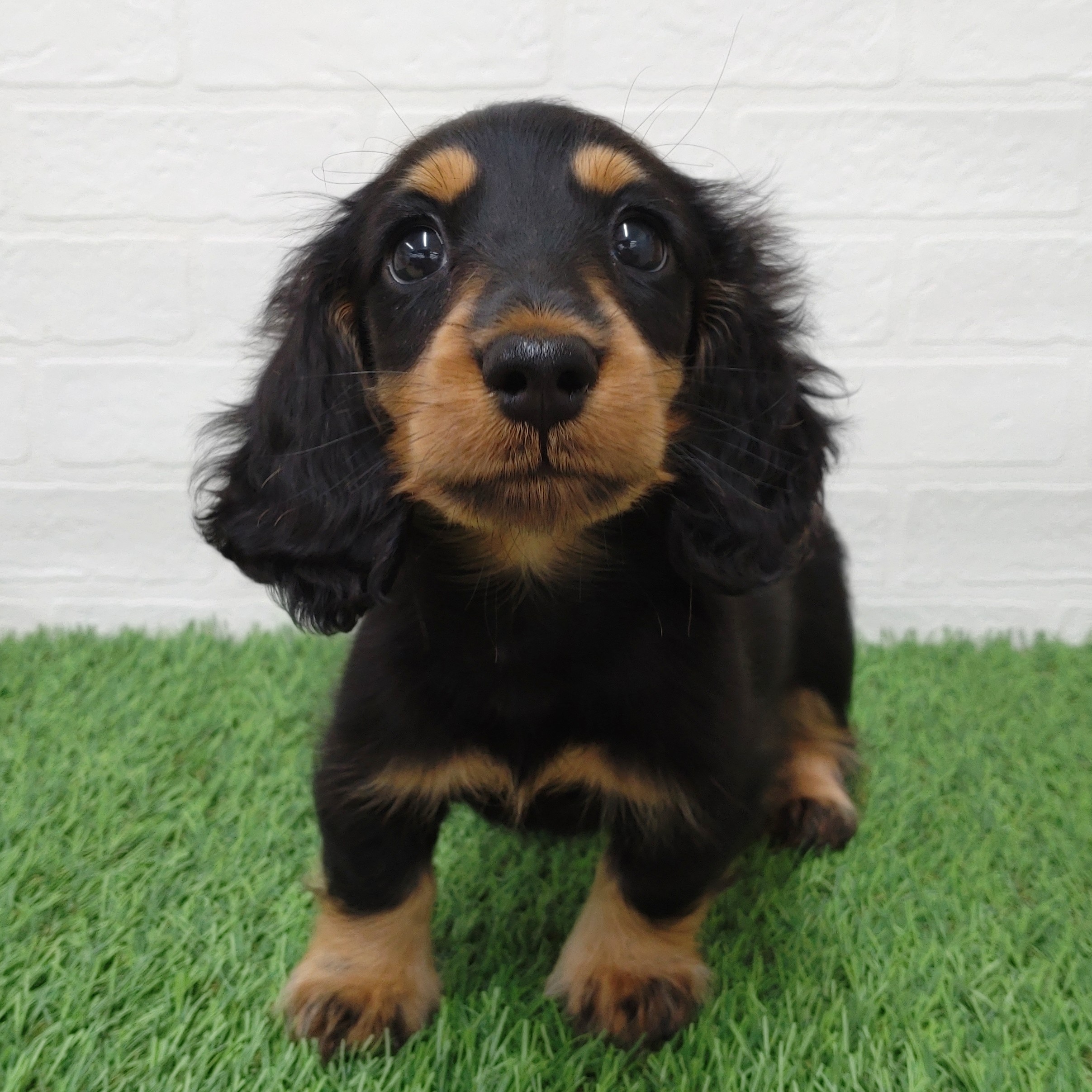 愛知県のミニチュアダックスフンド(ロング) (ワンニャンハウス津島店/2025年10月18日生まれ/男の子/ブラックタン)の子犬の1枚目の画像