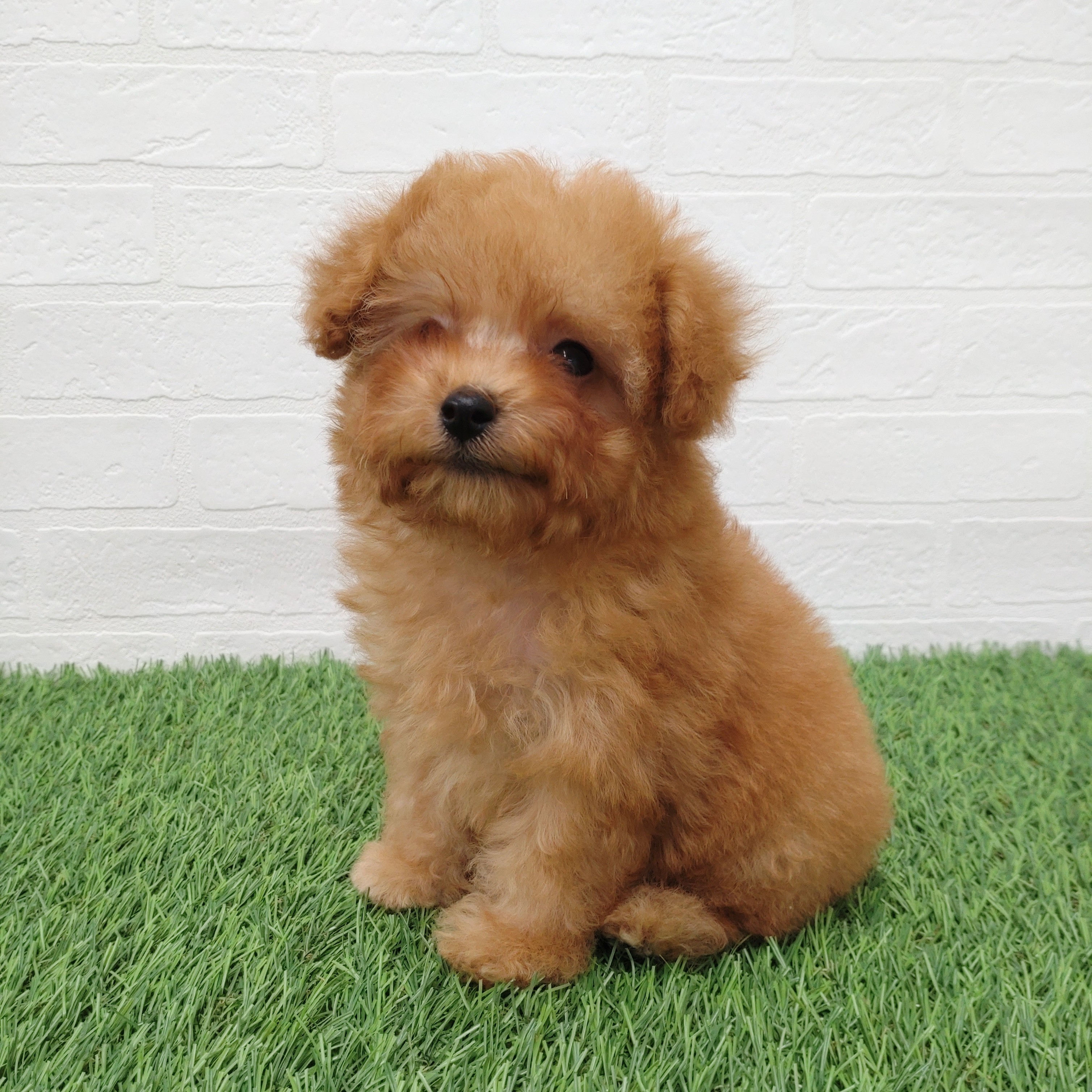 愛知県のトイプードル(トイ) (ワンニャンハウス津島店/2025年10月20日生まれ/男の子/アプリコット)の子犬の3枚目の画像