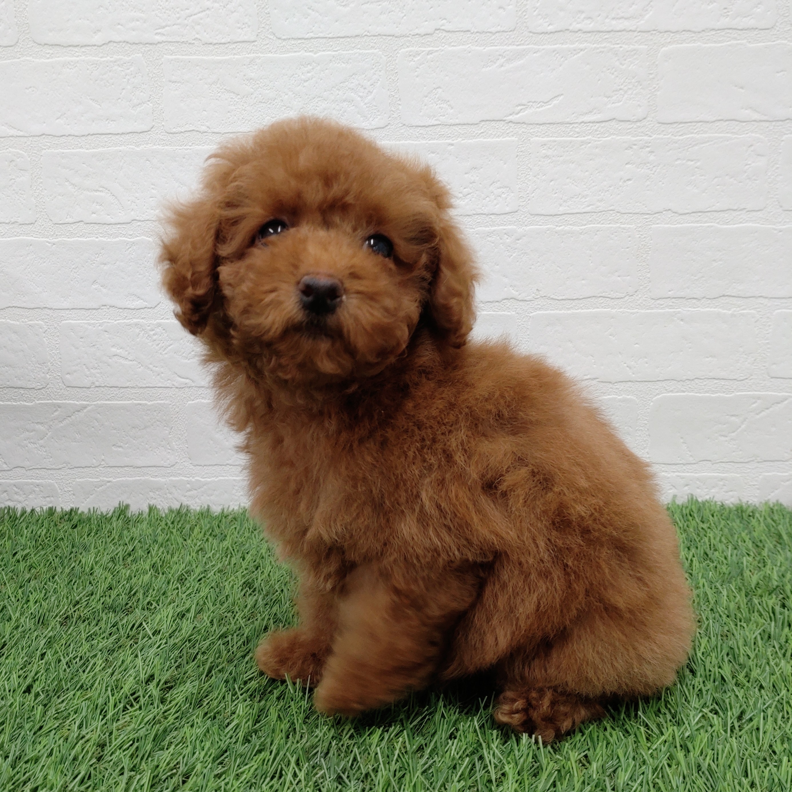 愛知県のトイプードル(トイ) (ワンニャンハウス津島店/2025年11月29日生まれ/女の子/レッド)の子犬の4枚目の画像