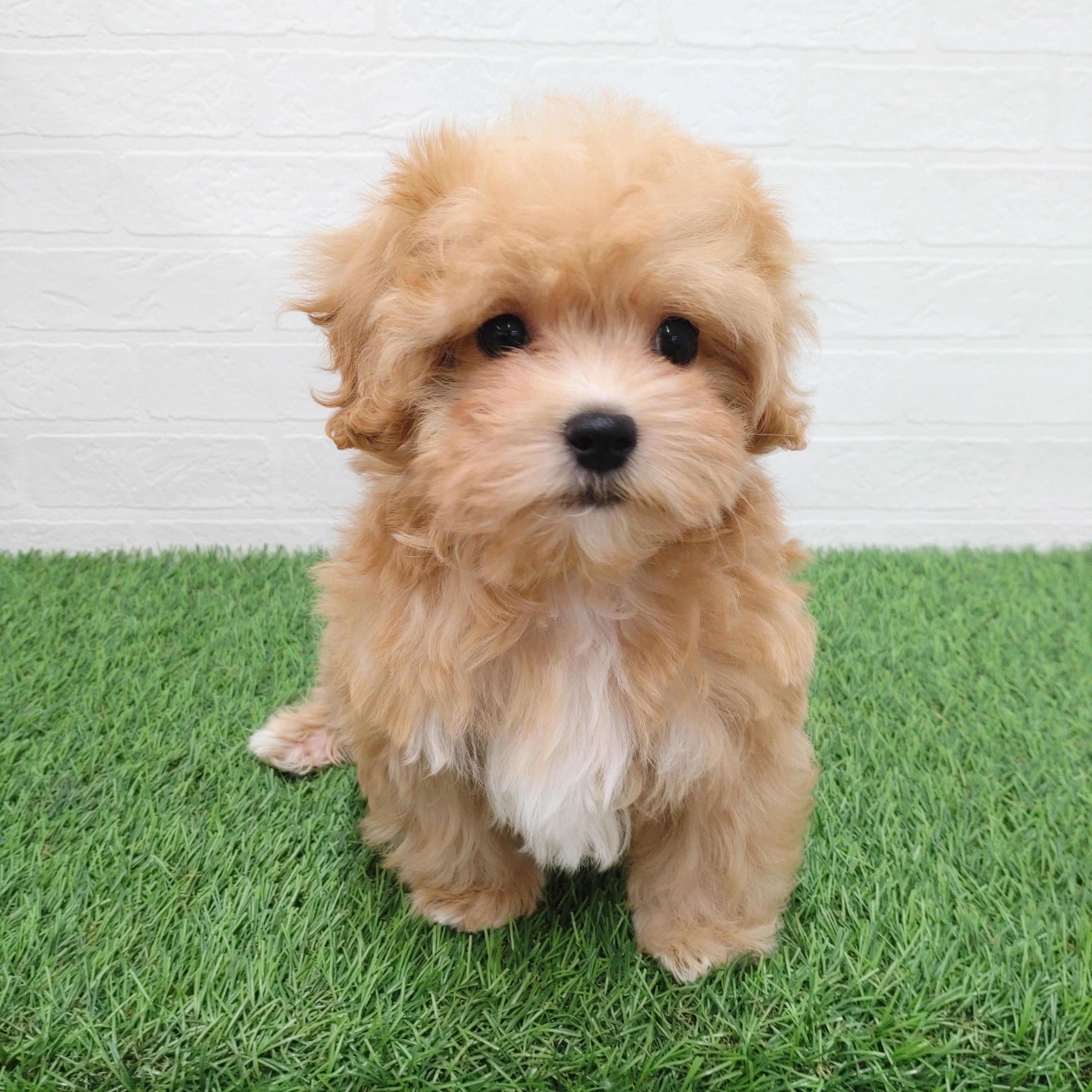 愛知県のマルプー(マルチーズ×プードル) (ワンニャンハウス津島店/2025年11月21日生まれ/男の子/アプリコット)の子犬の3枚目の画像