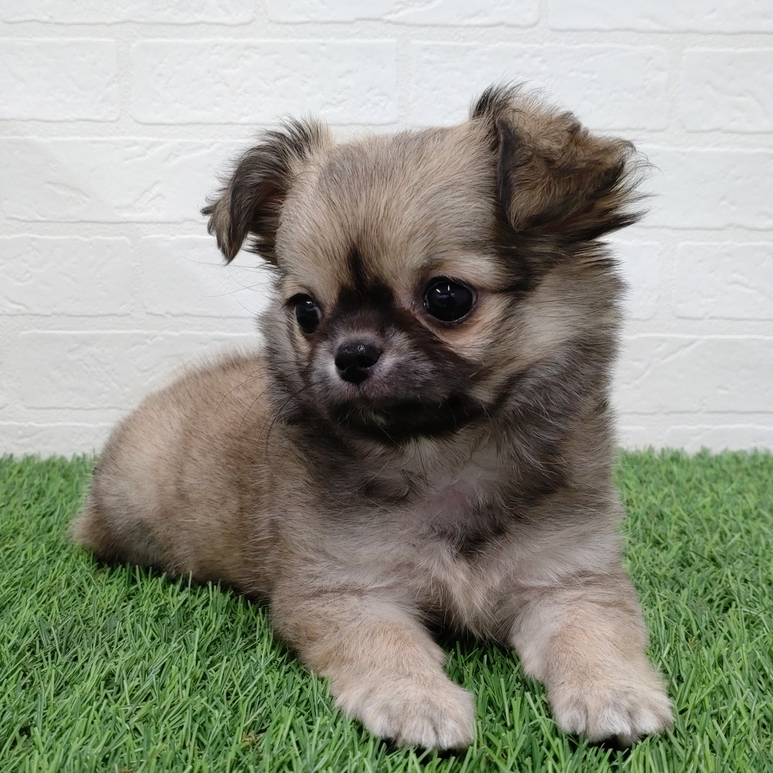 愛知県のチワワ(ロング) (ワンニャンハウス津島店/2025年10月20日生まれ/女の子/フォーン)の子犬の3枚目の画像