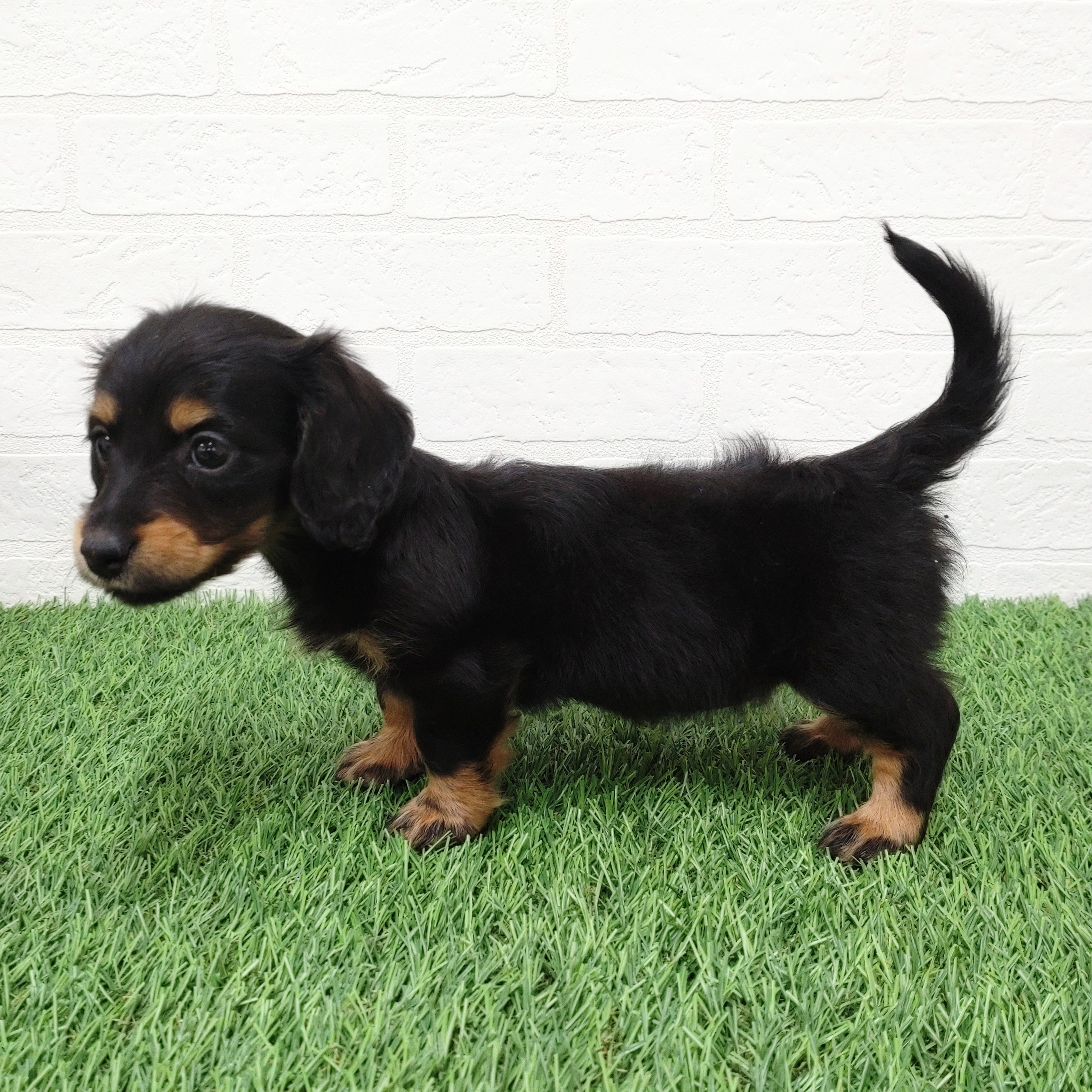 愛知県のミニチュアダックスフンド(ロング) (ワンニャンハウス津島店/2025年11月23日生まれ/女の子/ブラックタン)の子犬の2枚目の画像