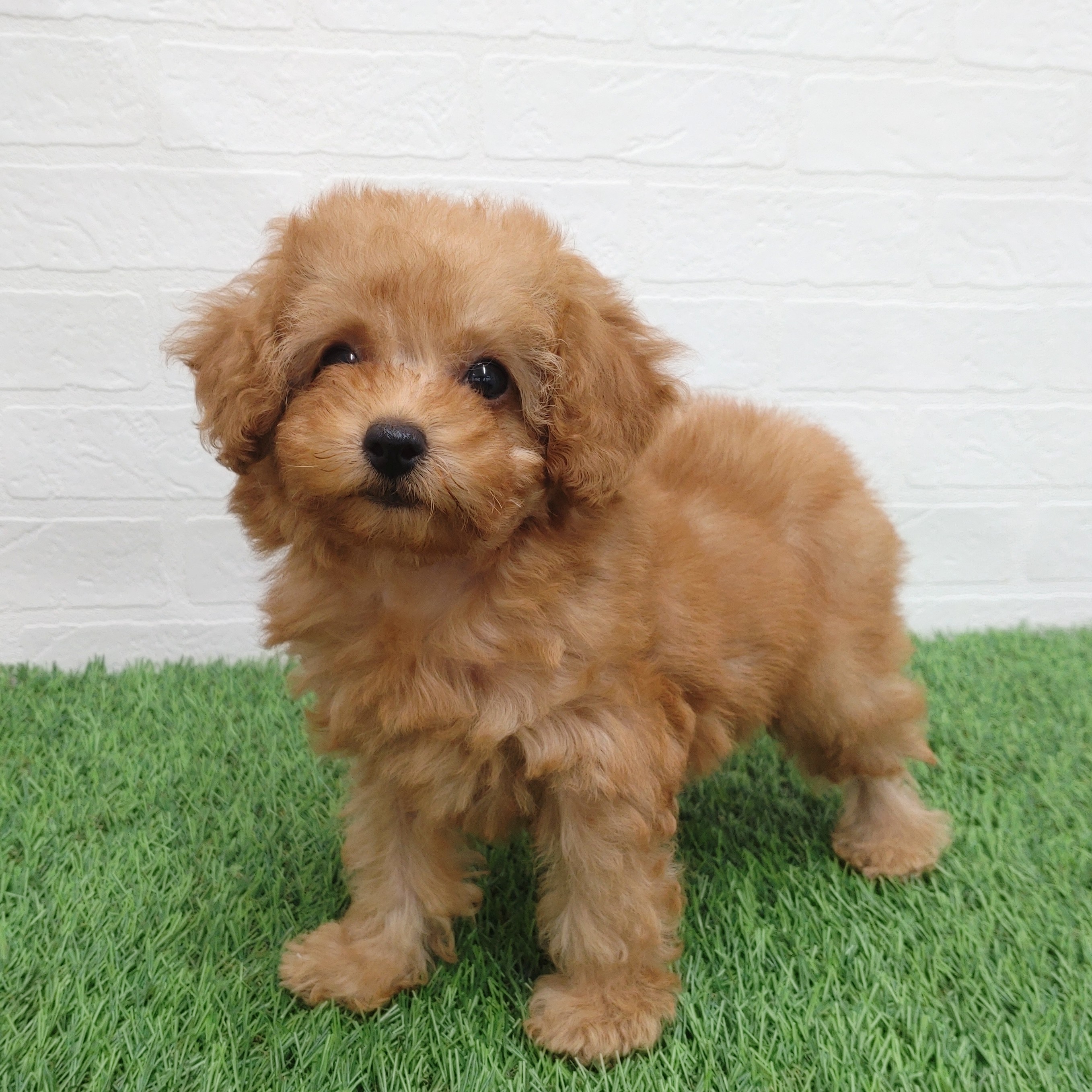 愛知県のトイプードル(トイ) (ワンニャンハウス津島店/2025年11月20日生まれ/女の子/アプリコット)の子犬の2枚目の画像