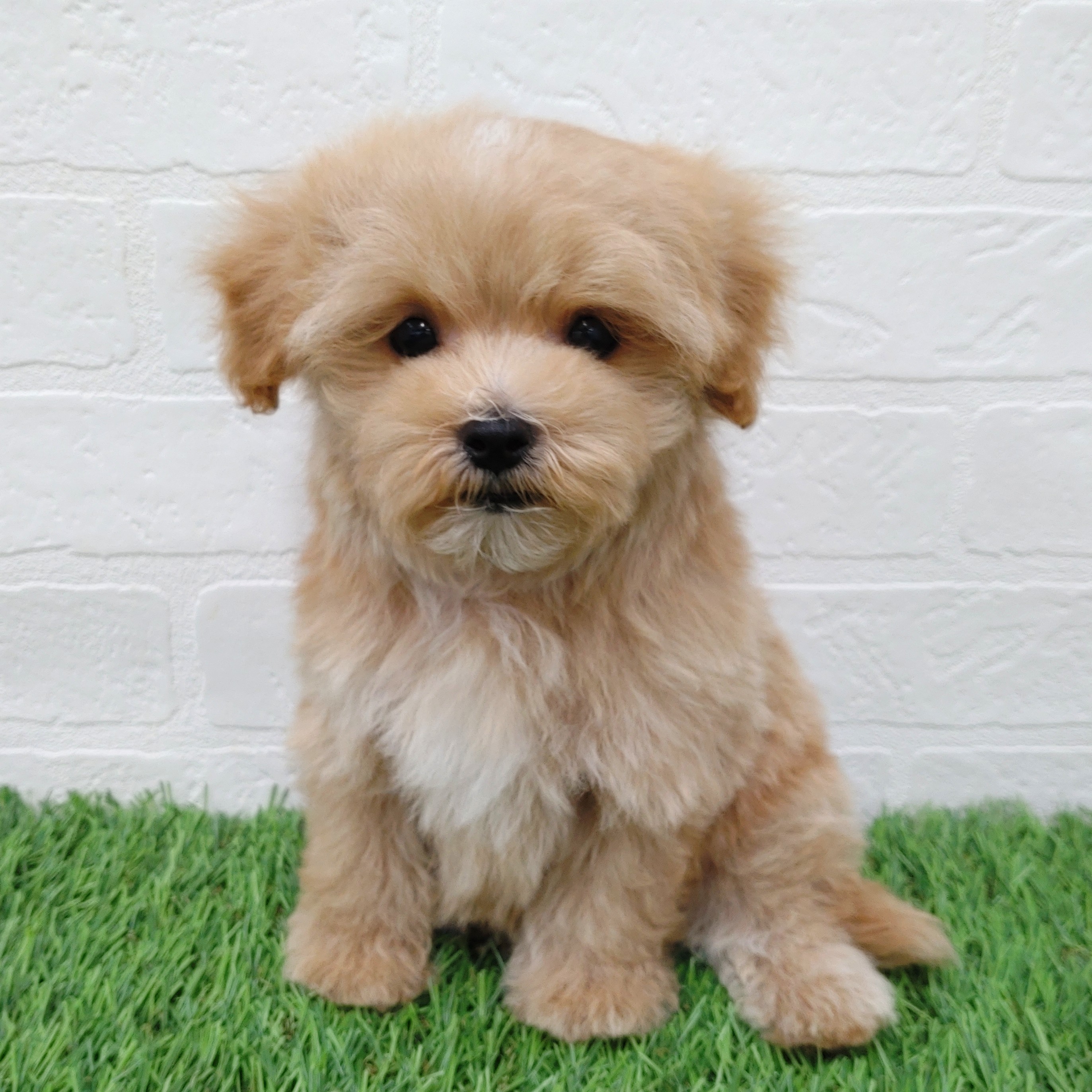 愛知県のマルプー(マルチーズ×プードル) (ワンニャンハウス津島店/2025年11月1日生まれ/男の子/クリーム)の子犬の3枚目の画像
