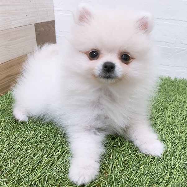 愛知県のポメラニアン (ワンニャンハウス津島店/2026年3月5日生まれ/女の子/クリーム)の子犬の1枚目の画像