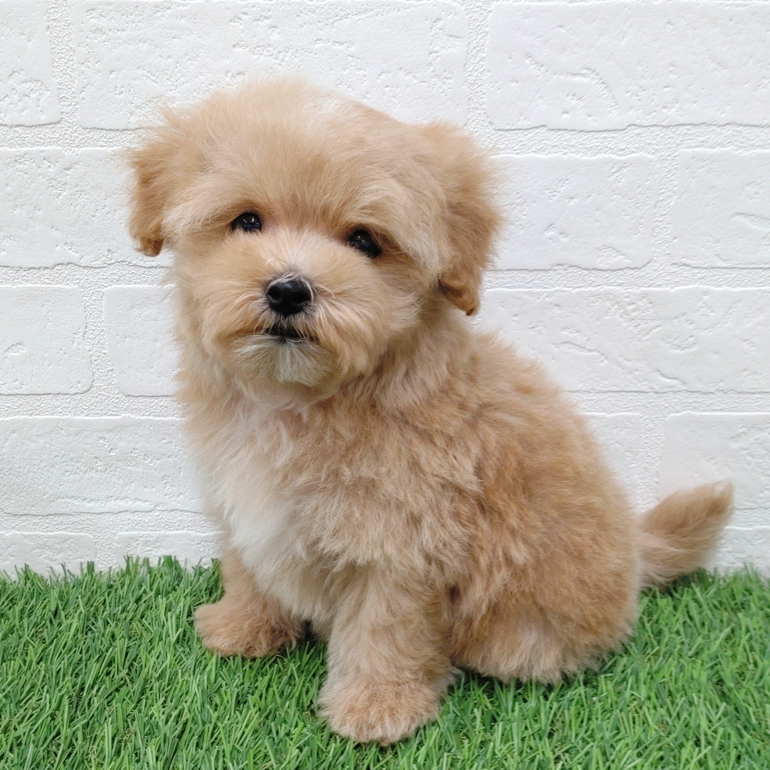 愛知県のマルプー(マルチーズ×プードル) (ワンニャンハウス津島店/2025年11月1日生まれ/男の子/クリーム)の子犬の1枚目の画像