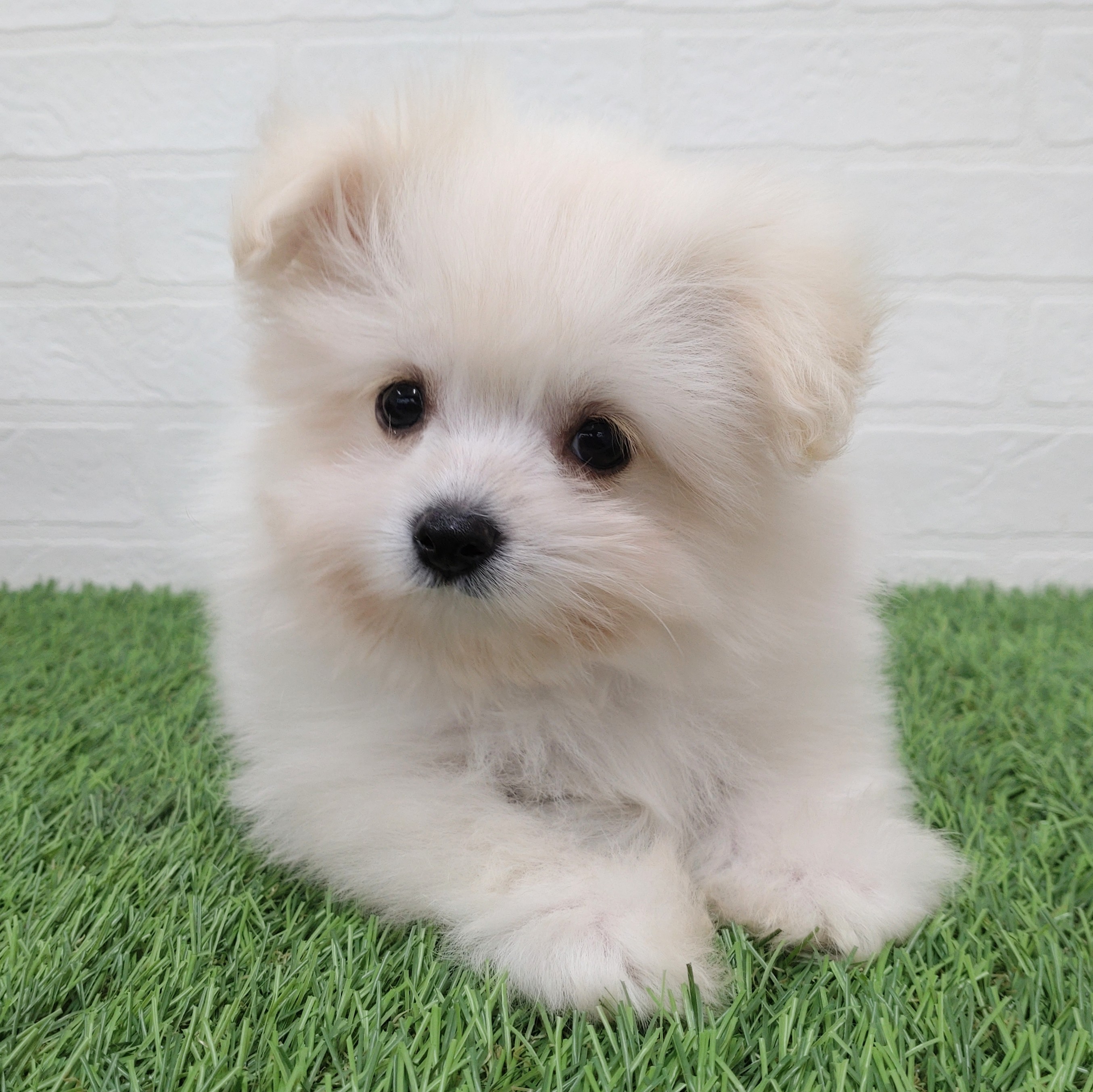 愛知県のチワマル/マルチワ(チワワ×マルチーズ) (ワンニャンハウス津島店/2025年8月27日生まれ/男の子/ホワイト)の子犬の3枚目の画像