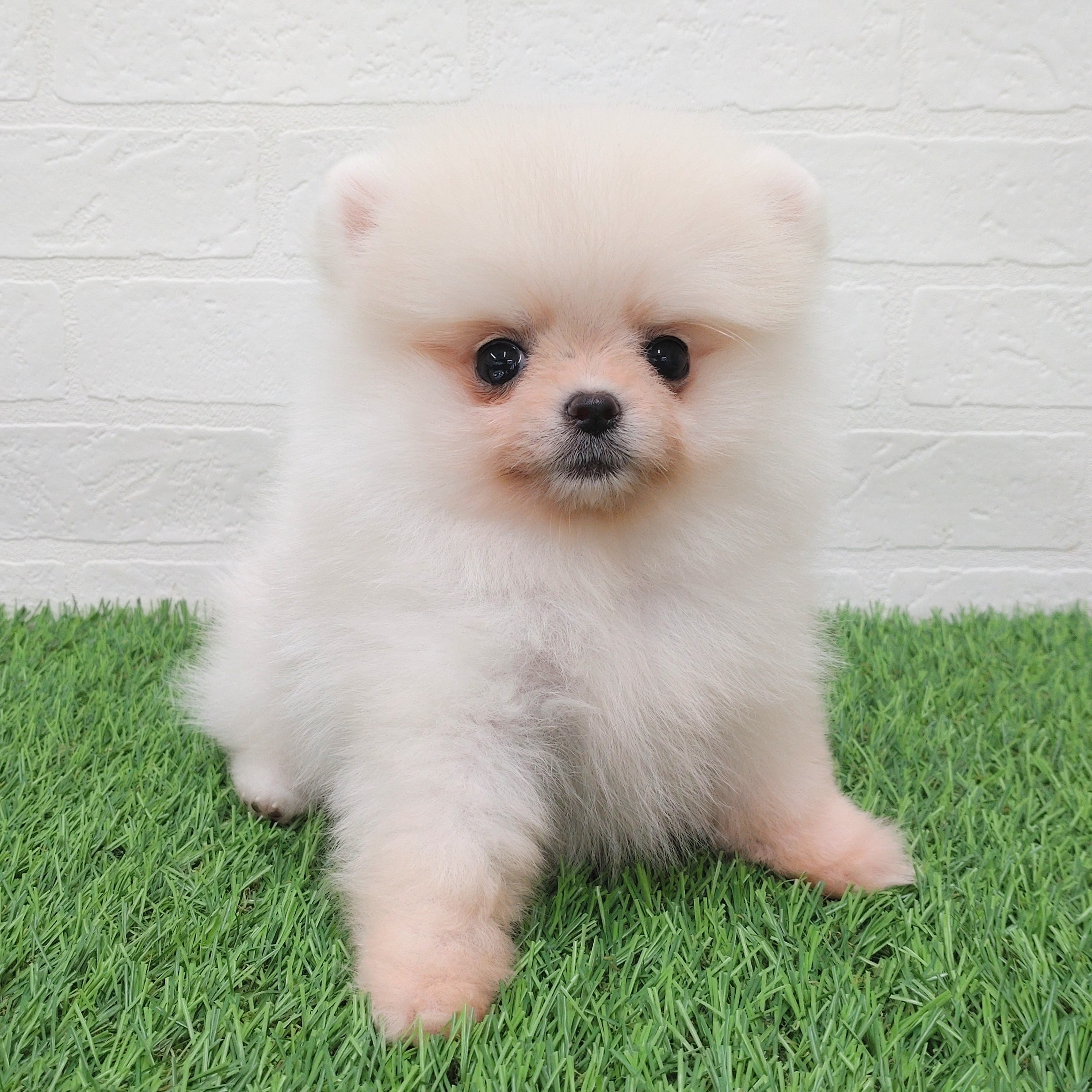 愛知県のポメラニアン (ワンニャンハウス津島店/2025年9月11日生まれ/女の子/クリーム)の子犬の1枚目の画像