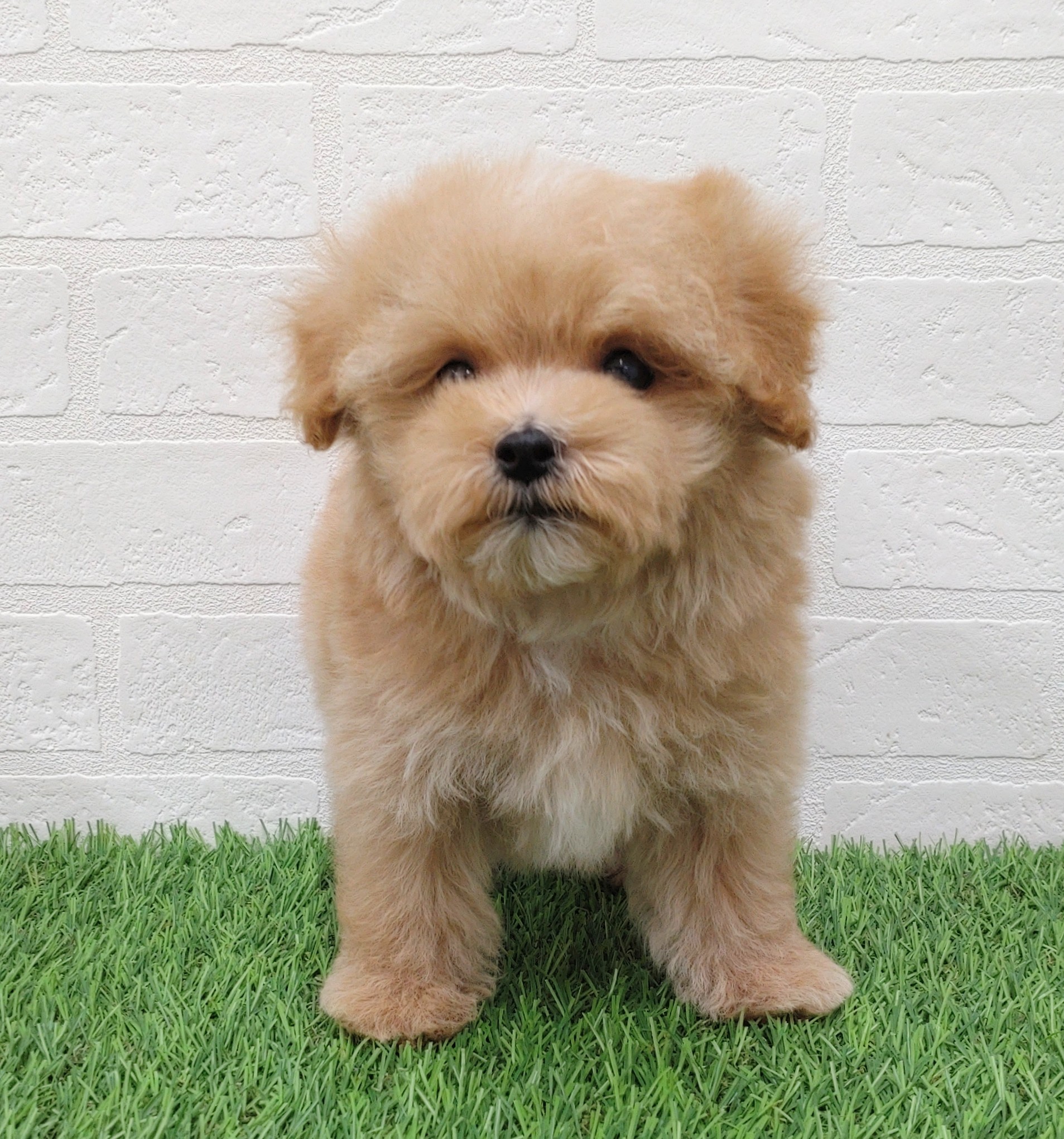 愛知県のマルプー(マルチーズ×プードル) (ワンニャンハウス津島店/2025年11月1日生まれ/男の子/クリーム)の子犬の4枚目の画像