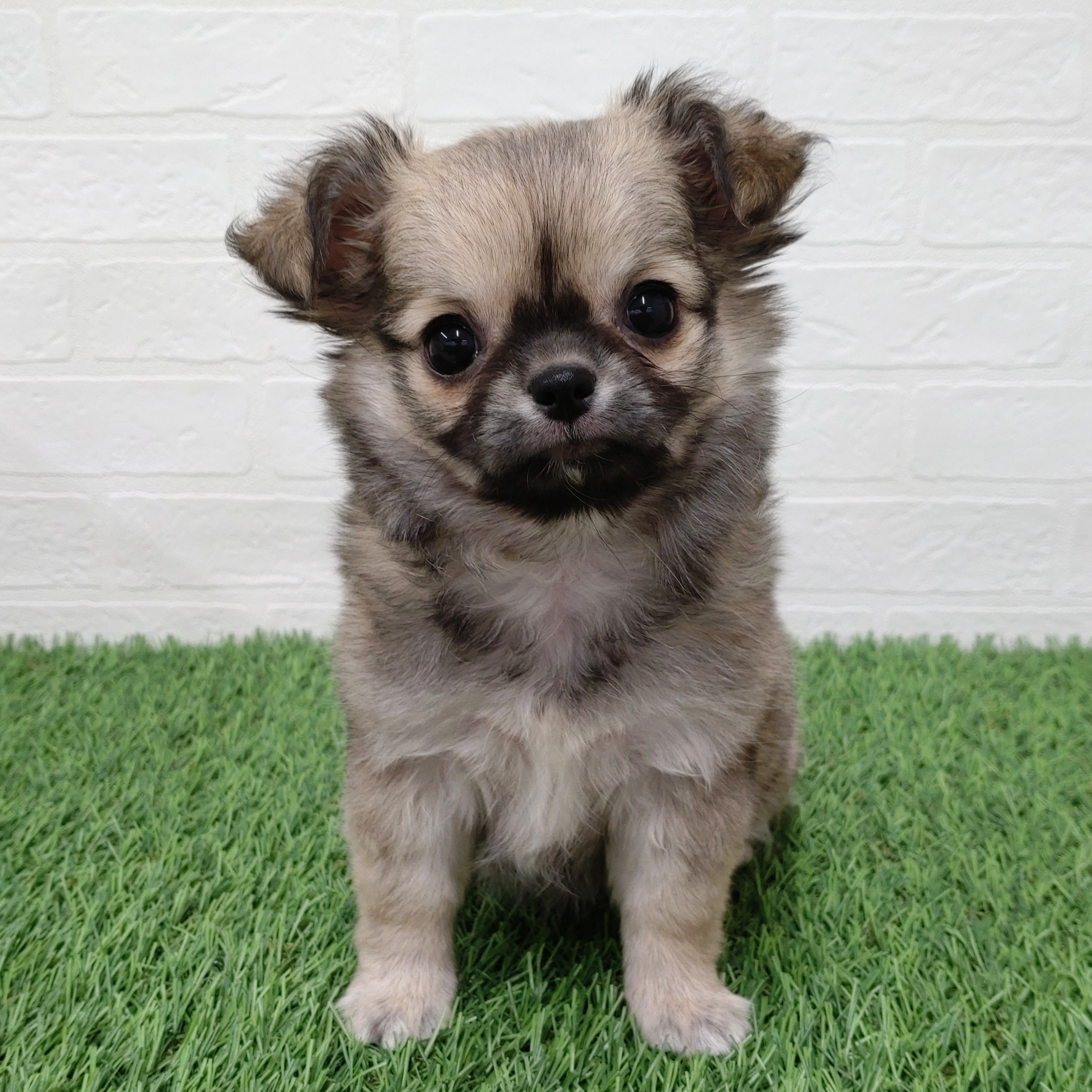 愛知県のチワワ(ロング) (ワンニャンハウス津島店/2025年10月20日生まれ/女の子/フォーン)の子犬の1枚目の画像