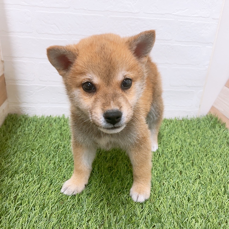 愛知県の柴犬(標準サイズ) (ワンニャンハウス津島店/2026年4月9日生まれ/男の子/赤)の子犬の1枚目の画像