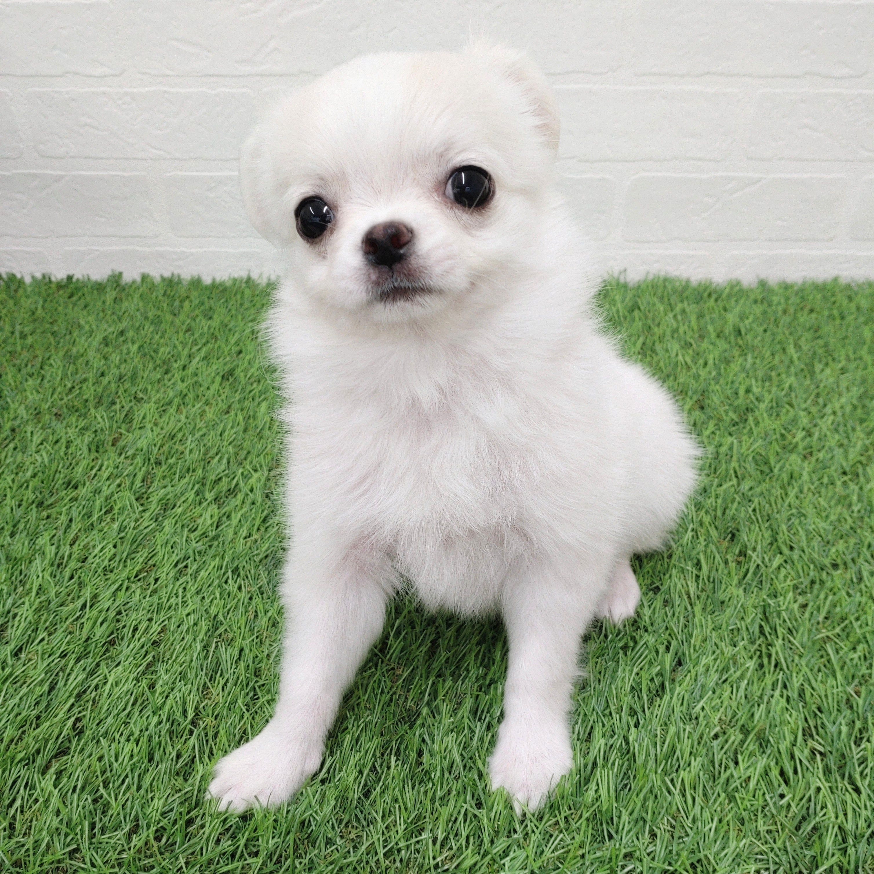 愛知県のチワワ(ロング) (ワンニャンハウス津島店/2025年12月3日生まれ/男の子/クリーム)の子犬の1枚目の画像