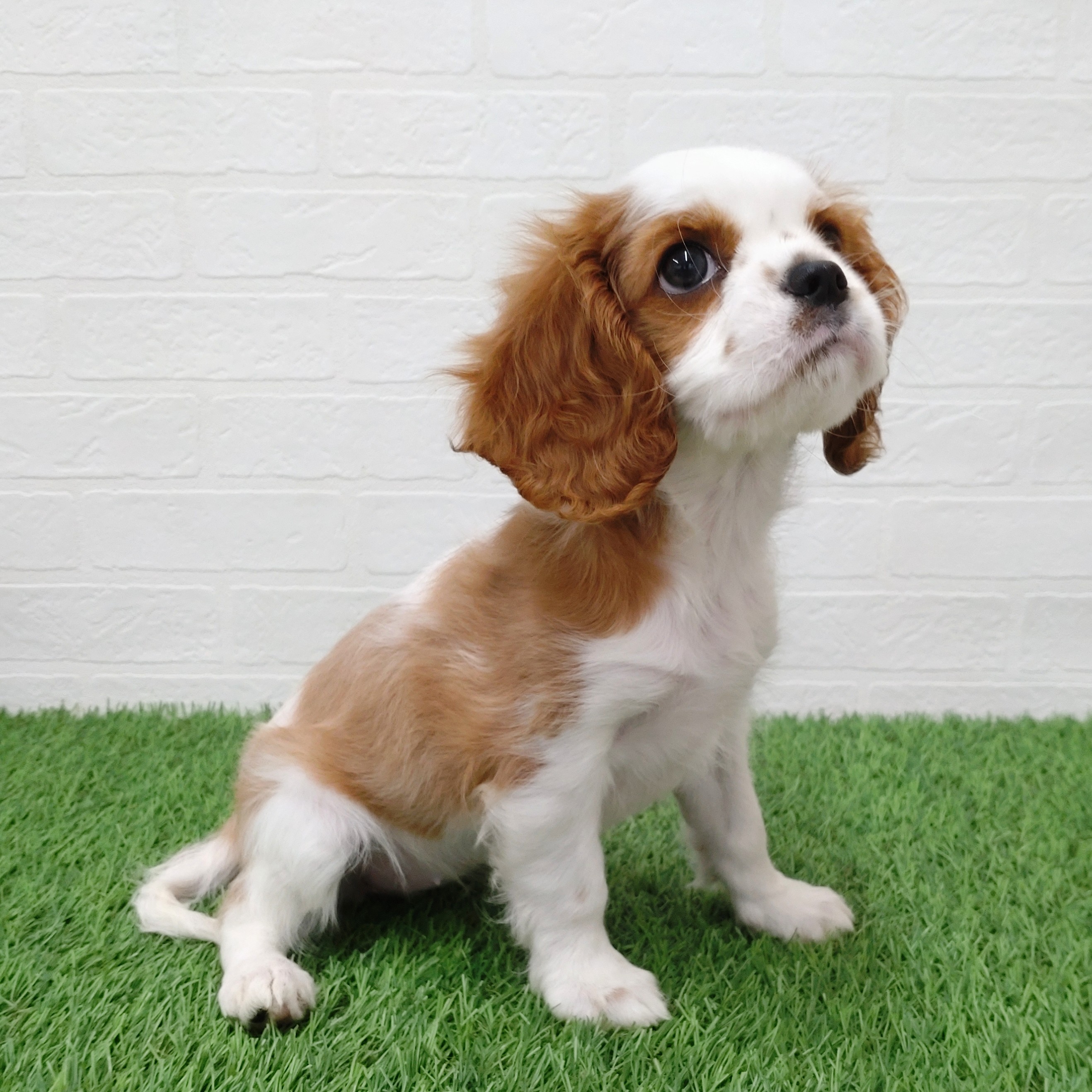 愛知県のキャバリアキングチャールズスパニエル (ワンニャンハウス津島店/2025年12月6日生まれ/女の子/ブレンハイム)の子犬の4枚目の画像