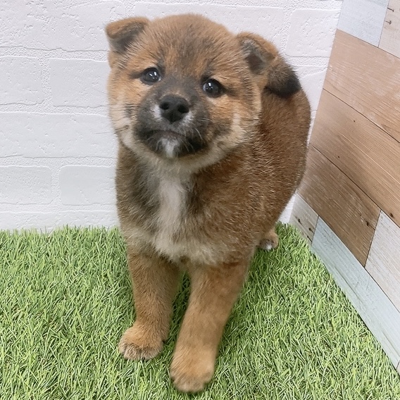 愛知県の柴犬(標準サイズ) (ワンニャンハウス津島店/2026年3月2日生まれ/女の子/赤)の子犬の1枚目の画像