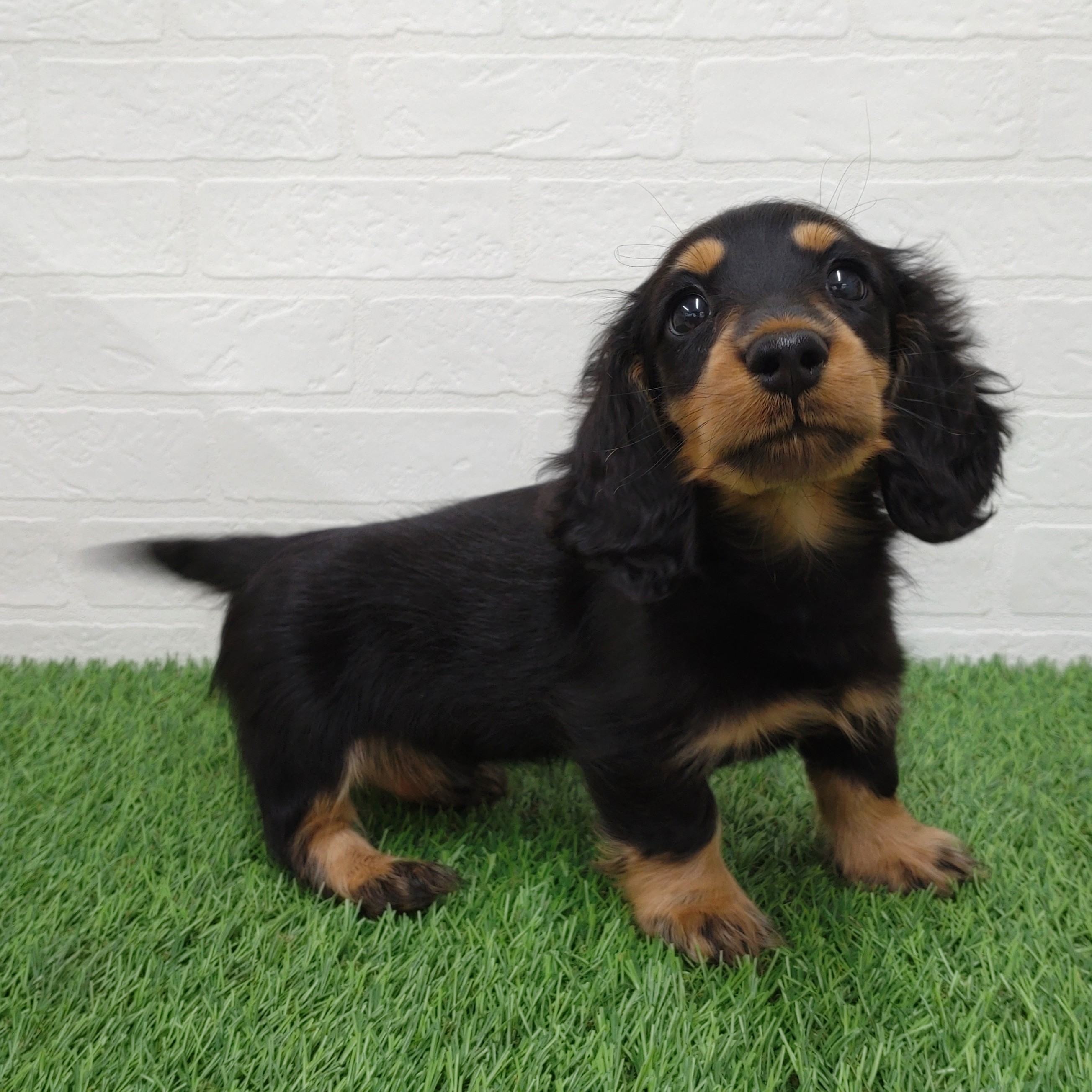 愛知県のミニチュアダックスフンド(ロング) (ワンニャンハウス津島店/2025年10月18日生まれ/男の子/ブラックタン)の子犬の4枚目の画像