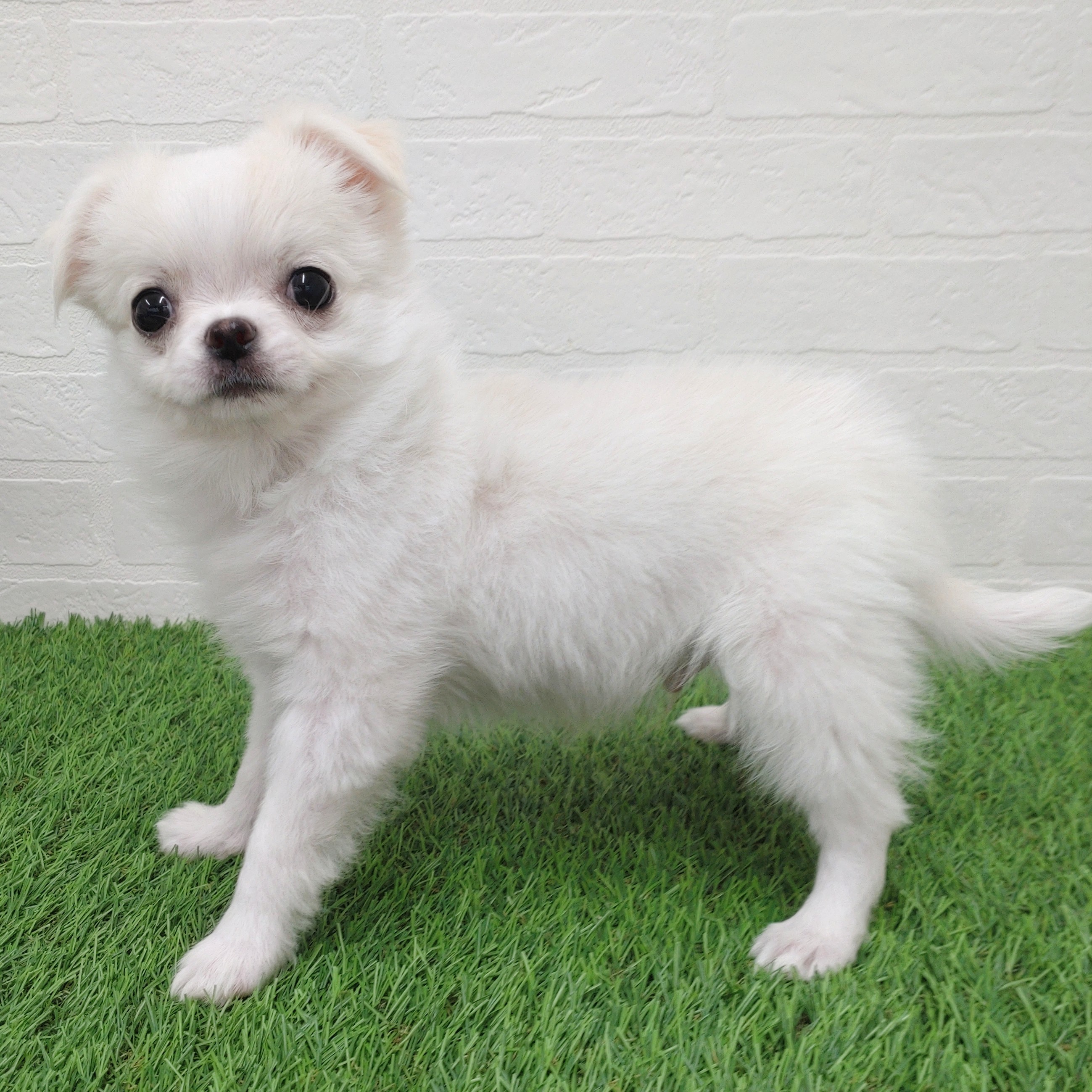 愛知県のチワワ(ロング) (ワンニャンハウス津島店/2025年12月3日生まれ/男の子/クリーム)の子犬の3枚目の画像