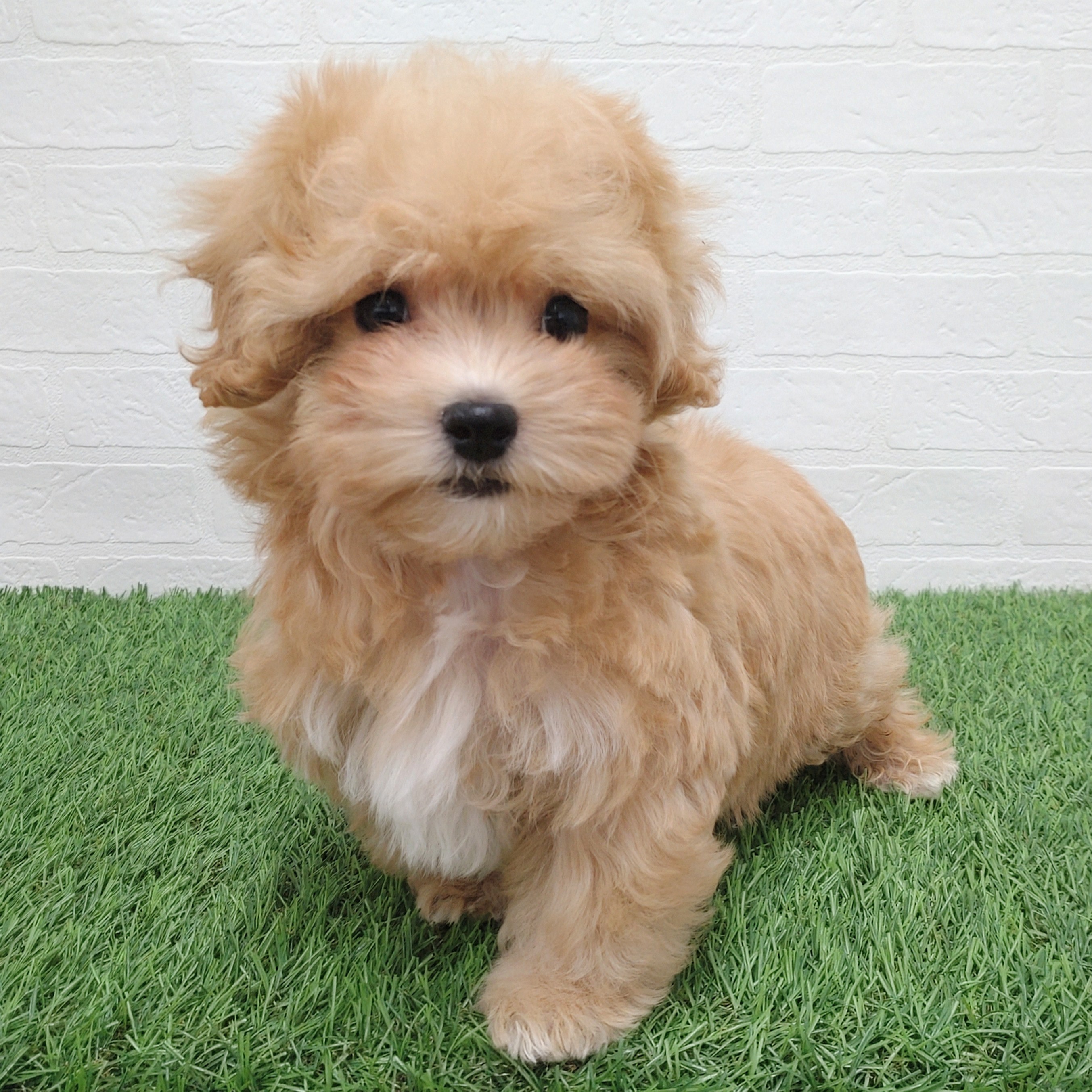 愛知県のマルプー(マルチーズ×プードル) (ワンニャンハウス津島店/2025年11月21日生まれ/男の子/アプリコット)の子犬の1枚目の画像