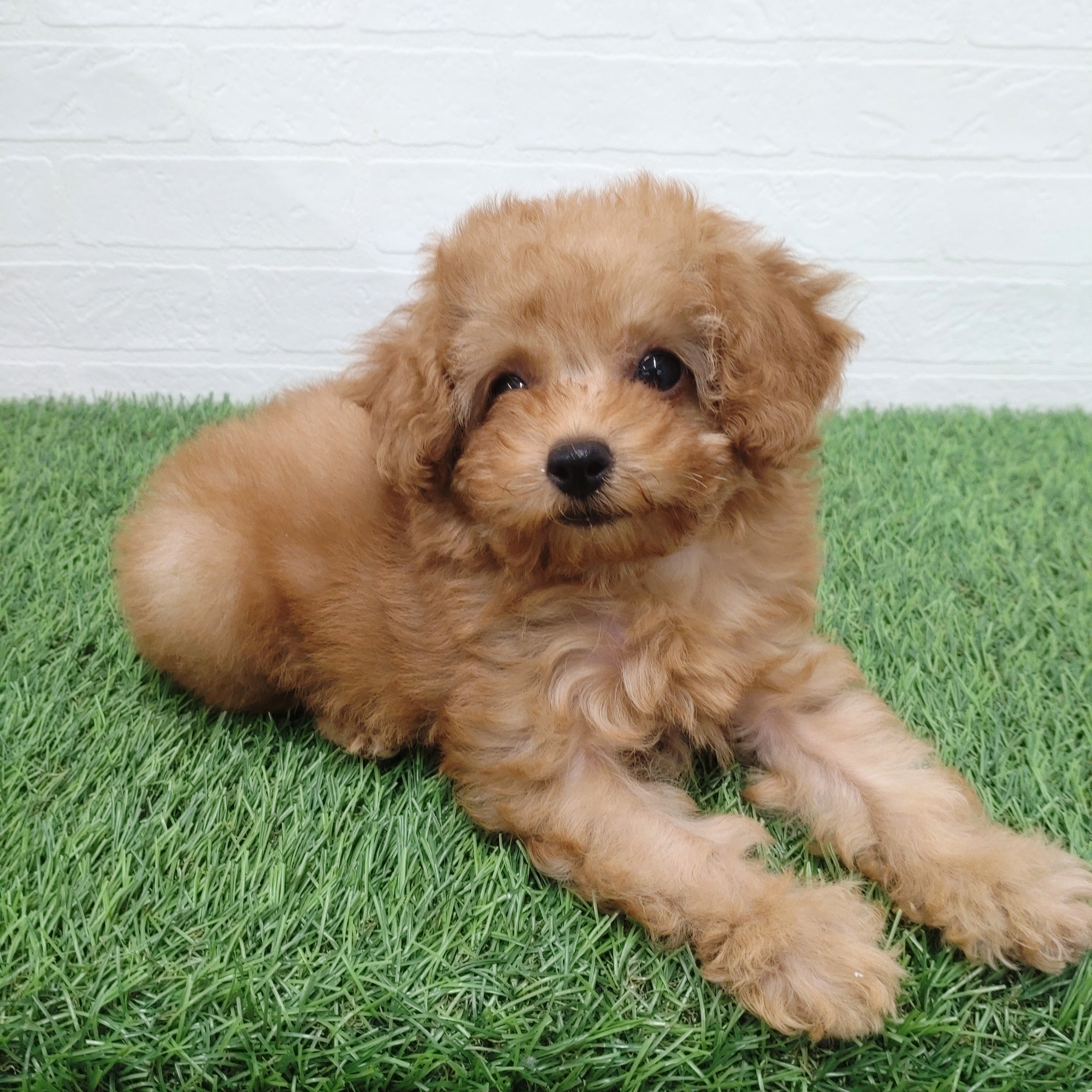 愛知県のトイプードル(トイ) (ワンニャンハウス津島店/2025年11月20日生まれ/女の子/アプリコット)の子犬の4枚目の画像