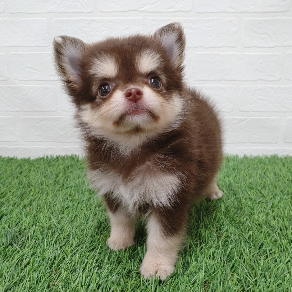 愛知県のハーフ犬・ミックス犬 (ワンニャンハウス津島店/2025年7月31日生まれ/女の子/チョコレートクリーム)の子犬の3枚目の画像