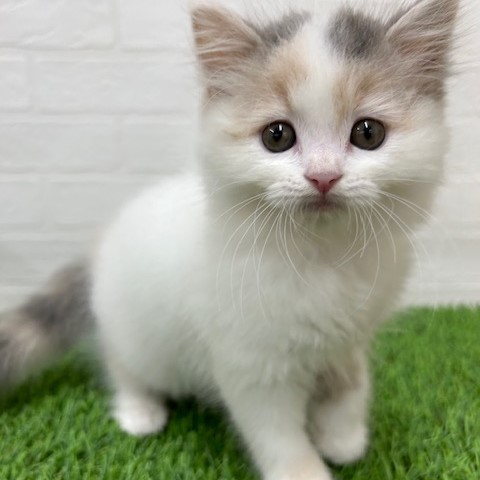 短毛シュシュ(ホワイト)わんちゃん猫ちゃん用 短毛シュシュ(ピンク③