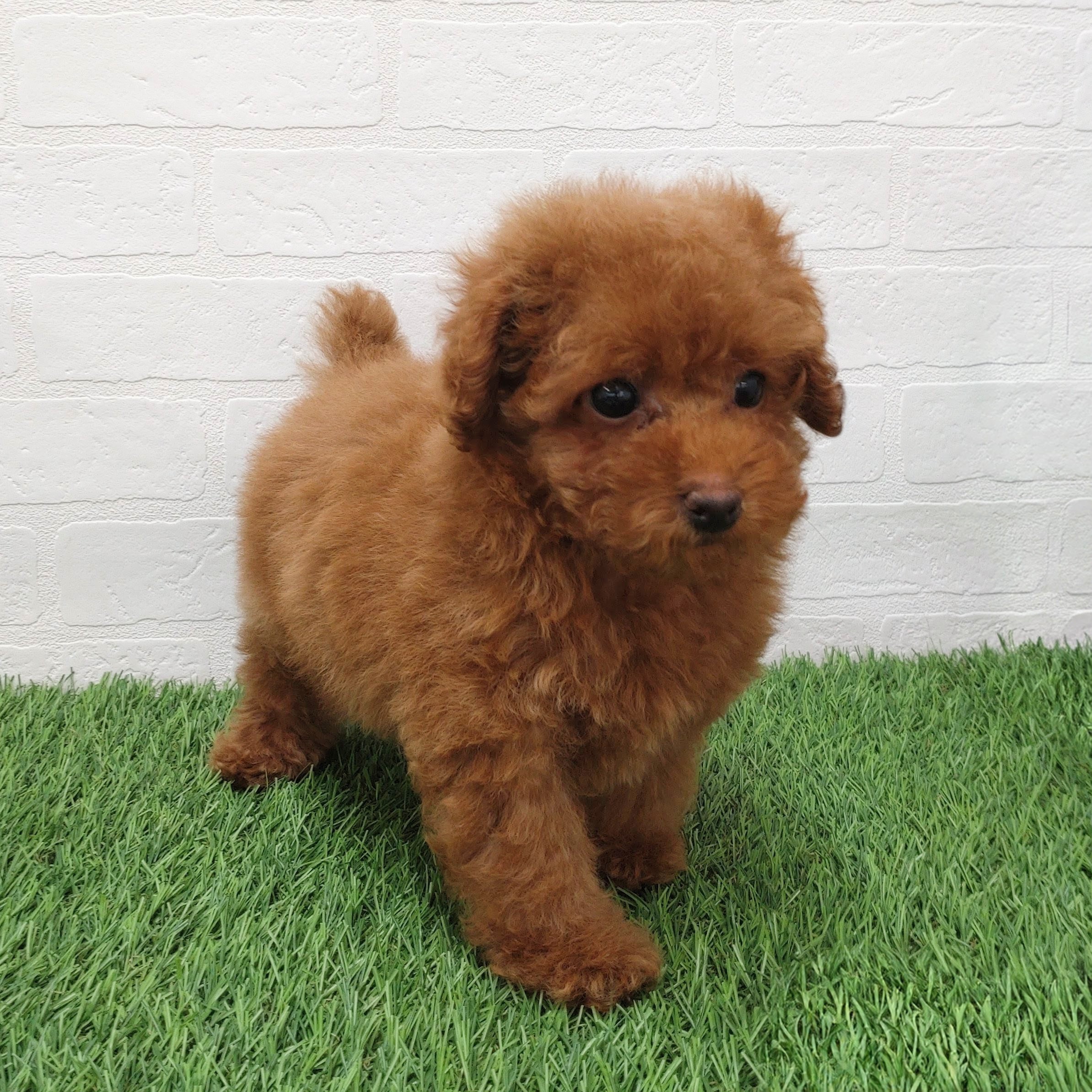 愛知県のトイプードル(トイ) (ワンニャンハウス津島店/2025年11月29日生まれ/女の子/レッド)の子犬の3枚目の画像