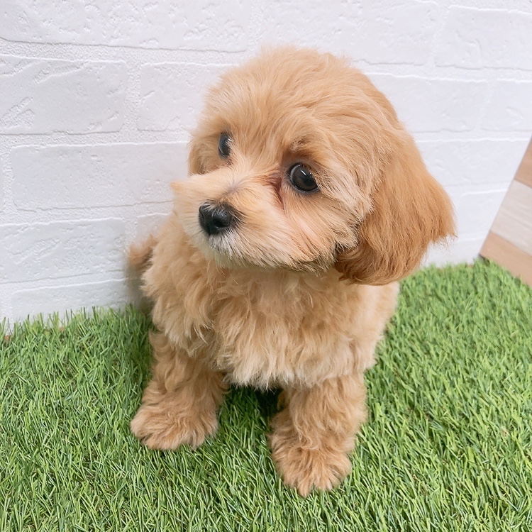 愛知県のマルプー(マルチーズ×プードル) (ワンニャンハウス津島店/2026年1月15日生まれ/男の子/アプリコット)の子犬の2枚目の画像