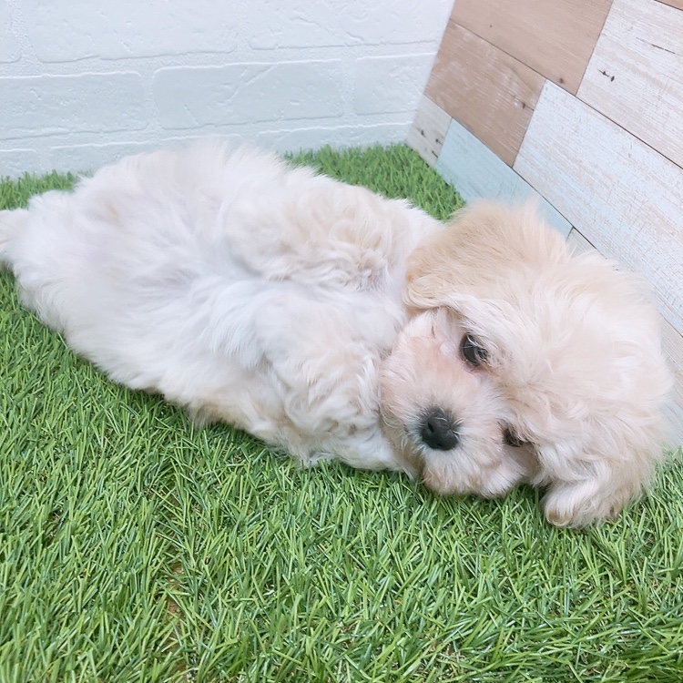 愛知県のハーフ犬・ミックス犬 (ワンニャンハウス津島店/2026年3月1日生まれ/男の子/クリーム)の子犬の4枚目の画像