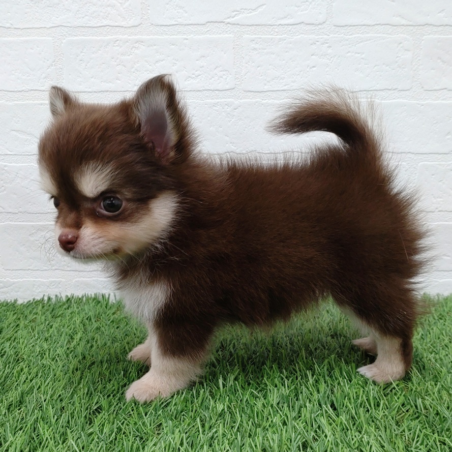 愛知県のハーフ犬・ミックス犬 (ワンニャンハウス津島店/2025年7月31日生まれ/女の子/チョコレートクリーム)の子犬の2枚目の画像